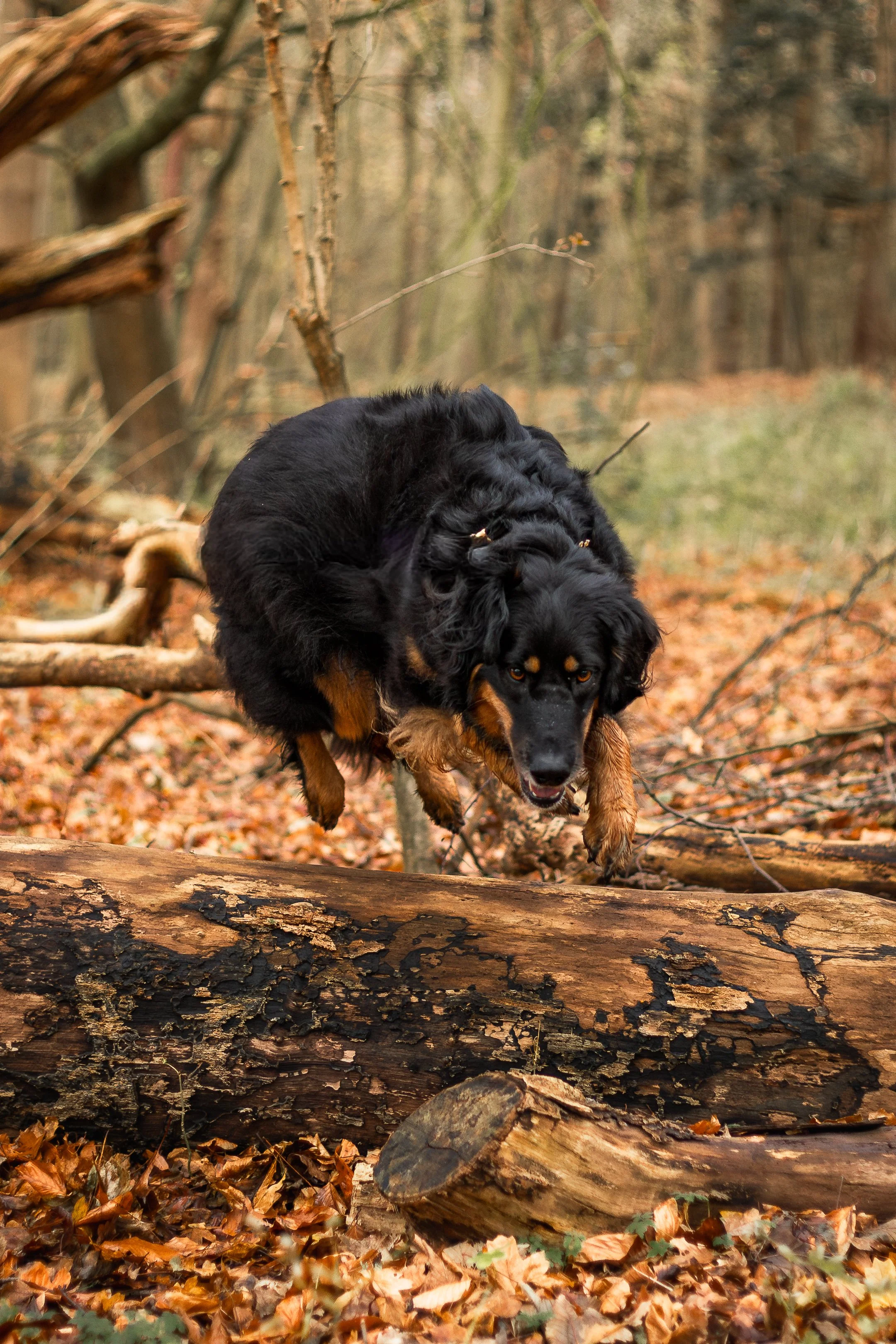 Siggy bos december-13.jpg