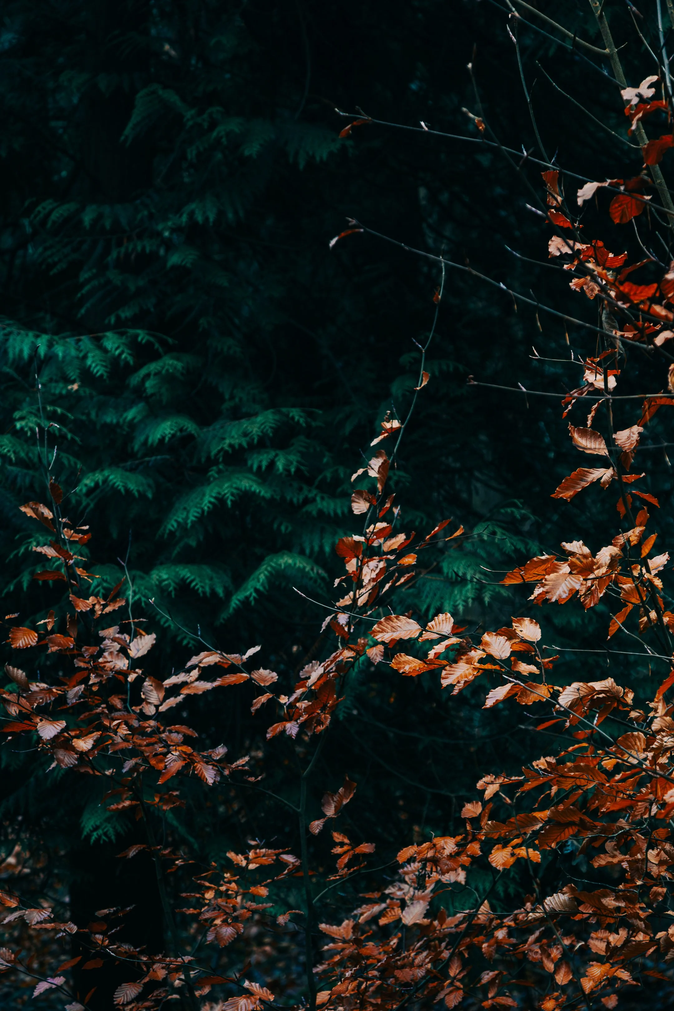 Wandeling zondag-6.jpg