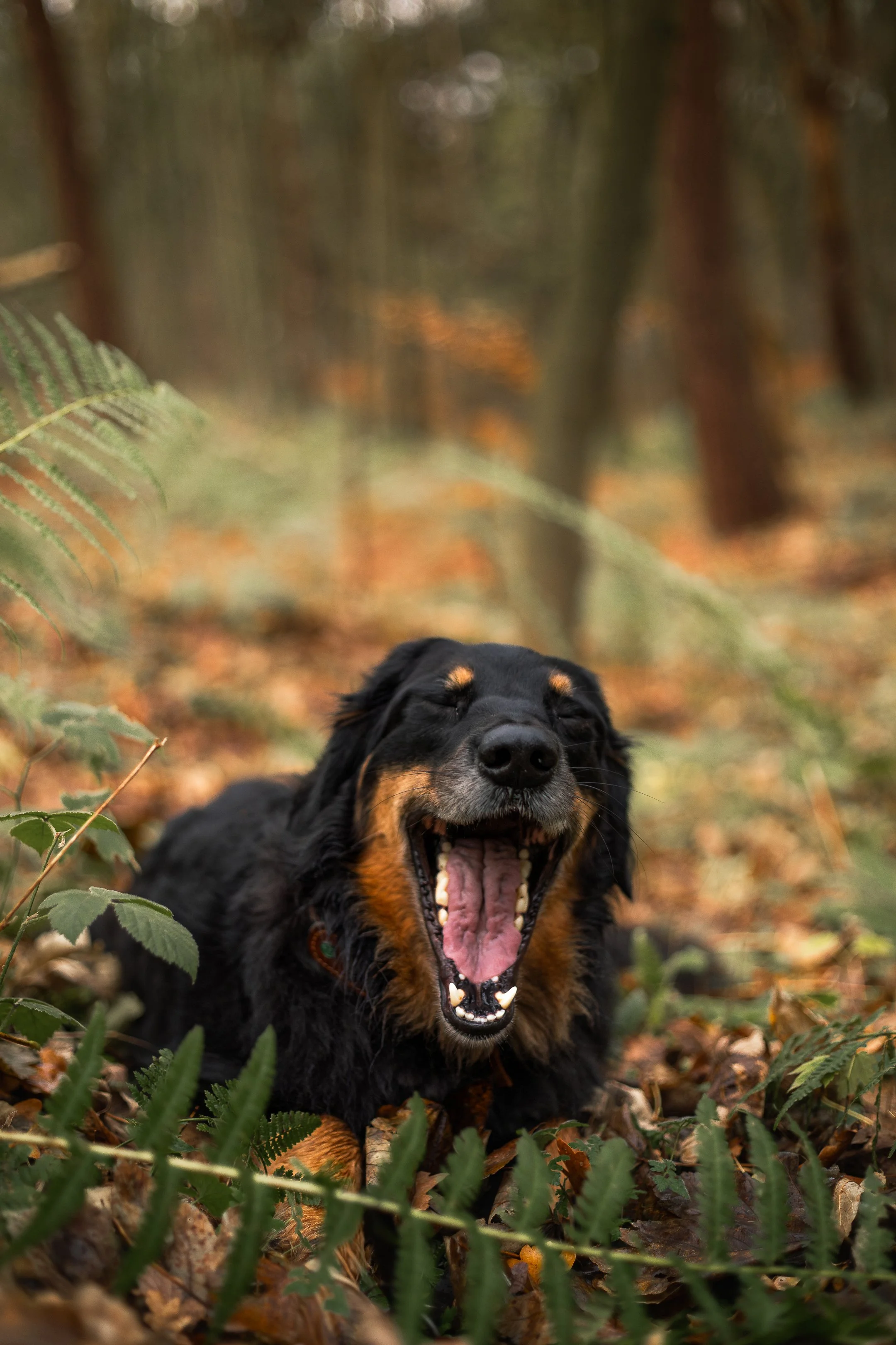 Siggy bos december-20.jpg