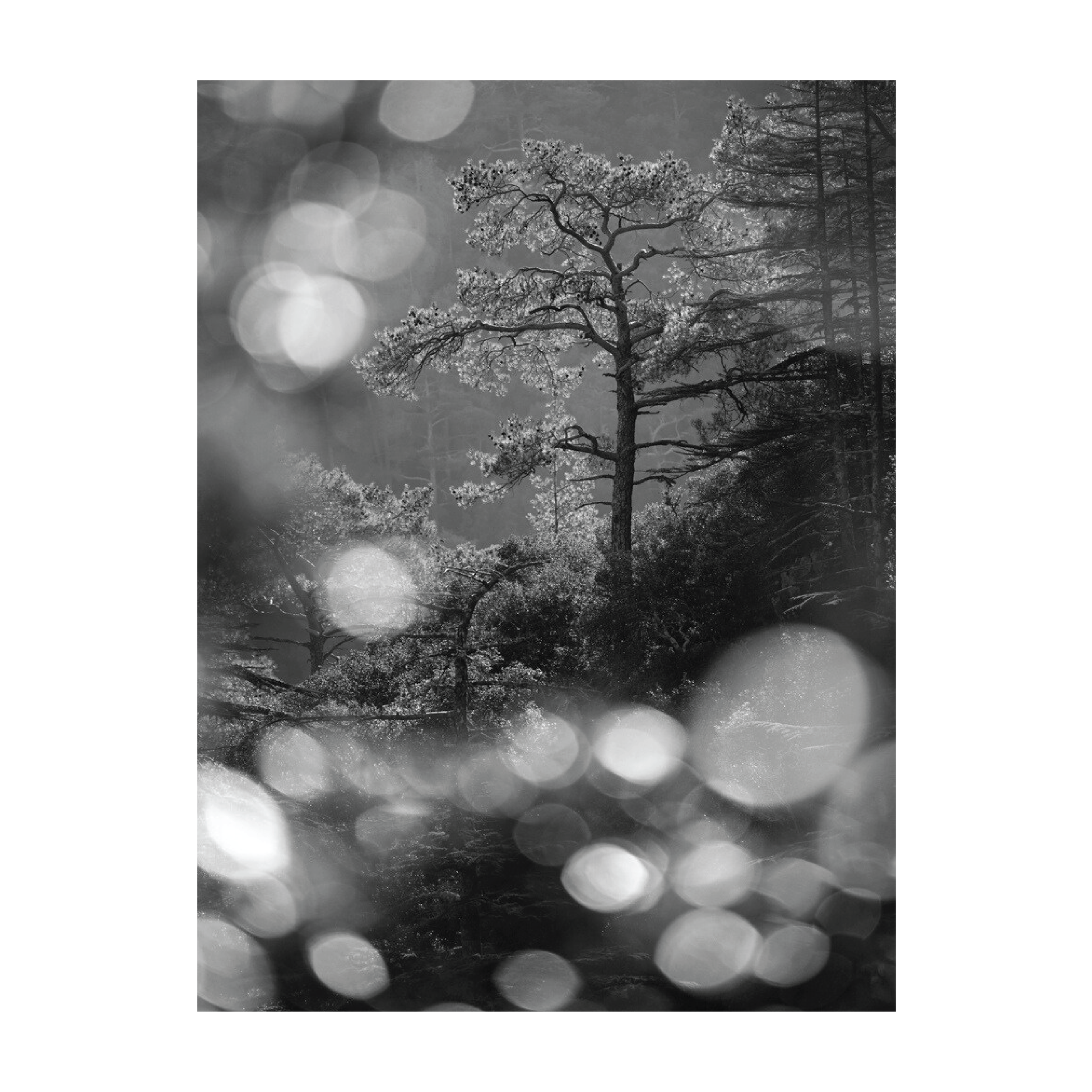 g_silvio_print_collection-17.png