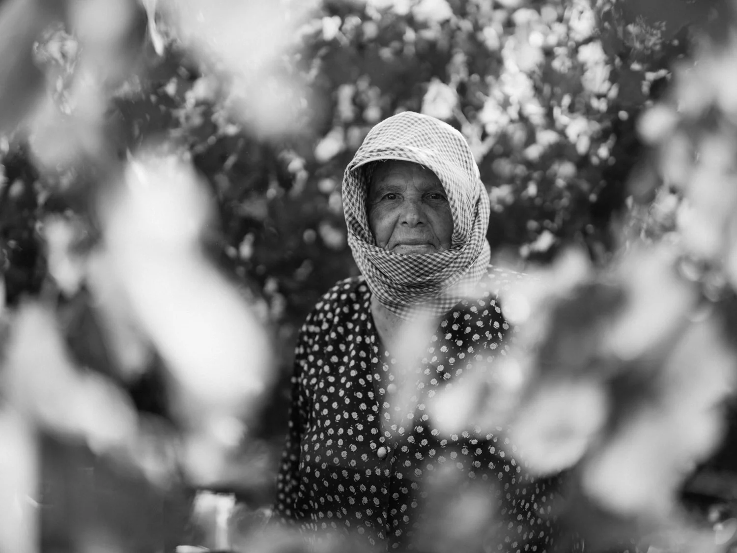 MAK_Harvest_August2026__042_B&W1500px.jpg