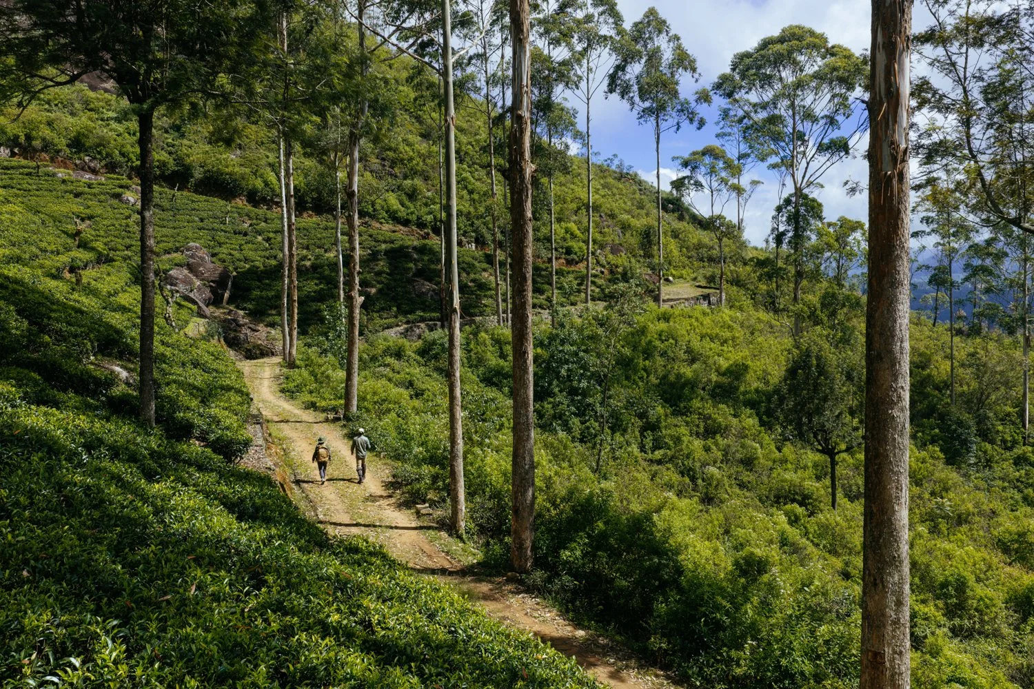 Project_PekoeTrail_SR_20260625_041.jpg