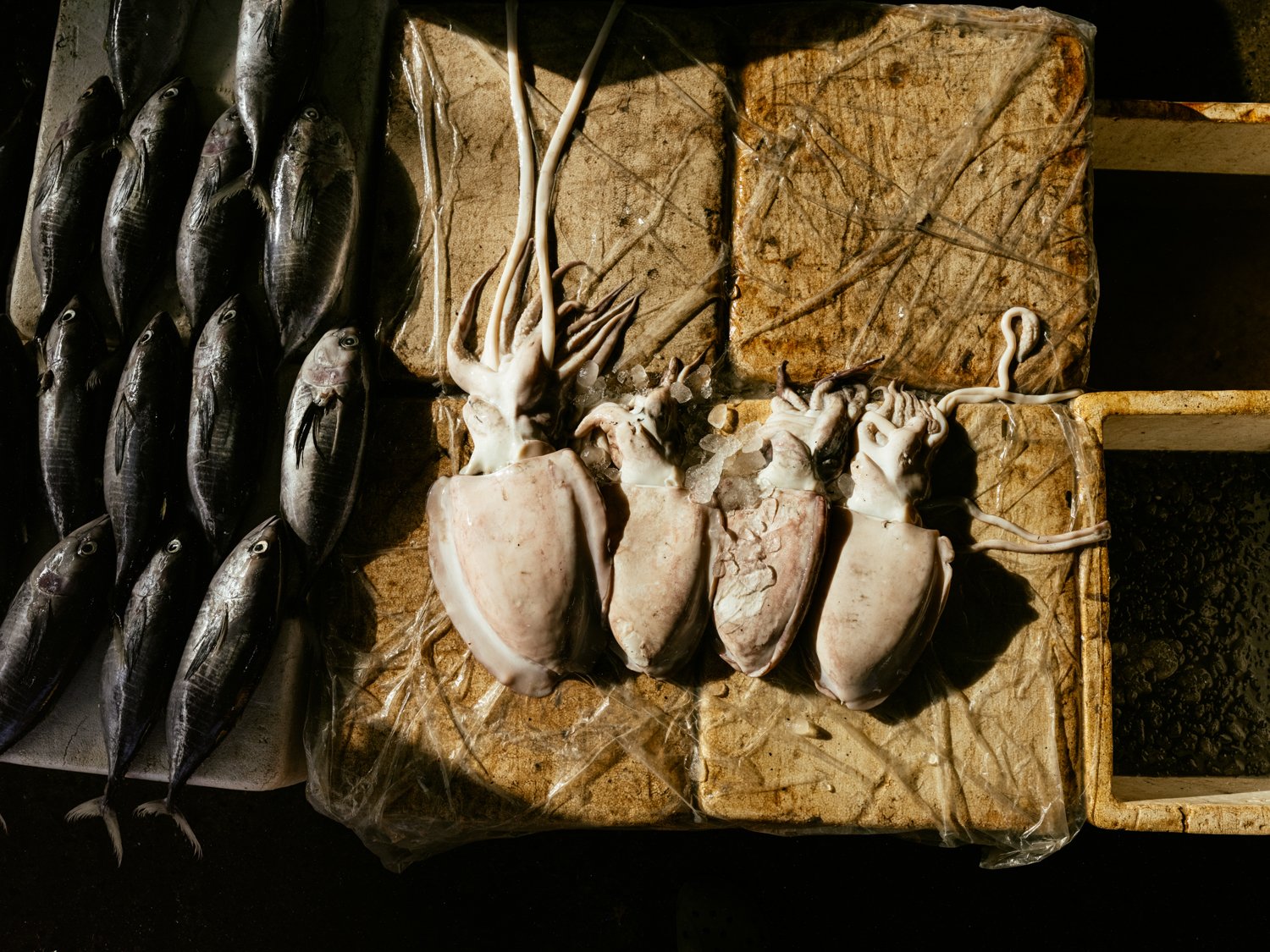 Project_ResponsibleSeafoodGuide_SR_20260703_024.jpg