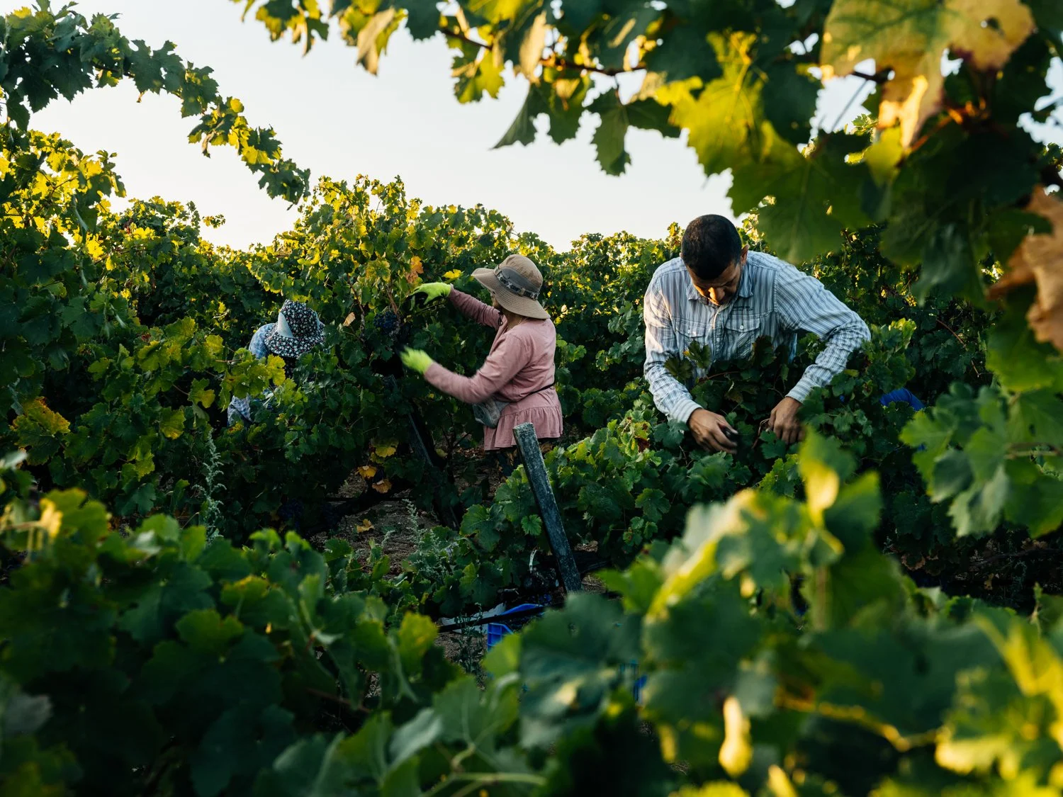 MAK_Harvest_August2026__019.jpg