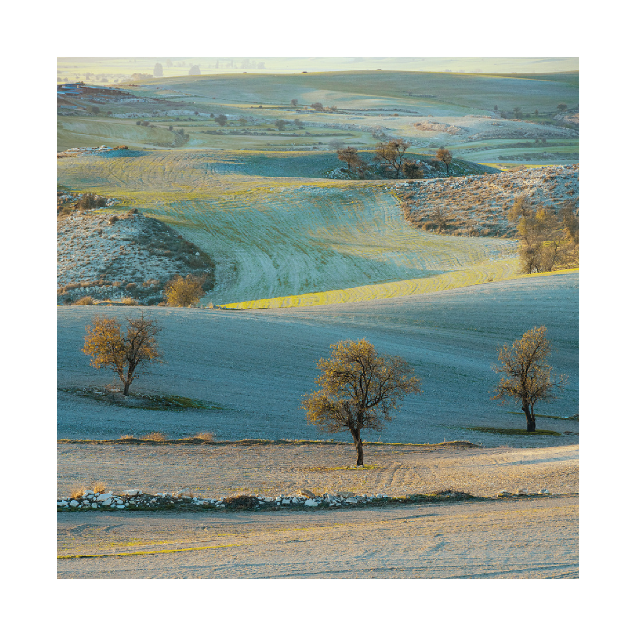g_silvio_print_collection-18.png
