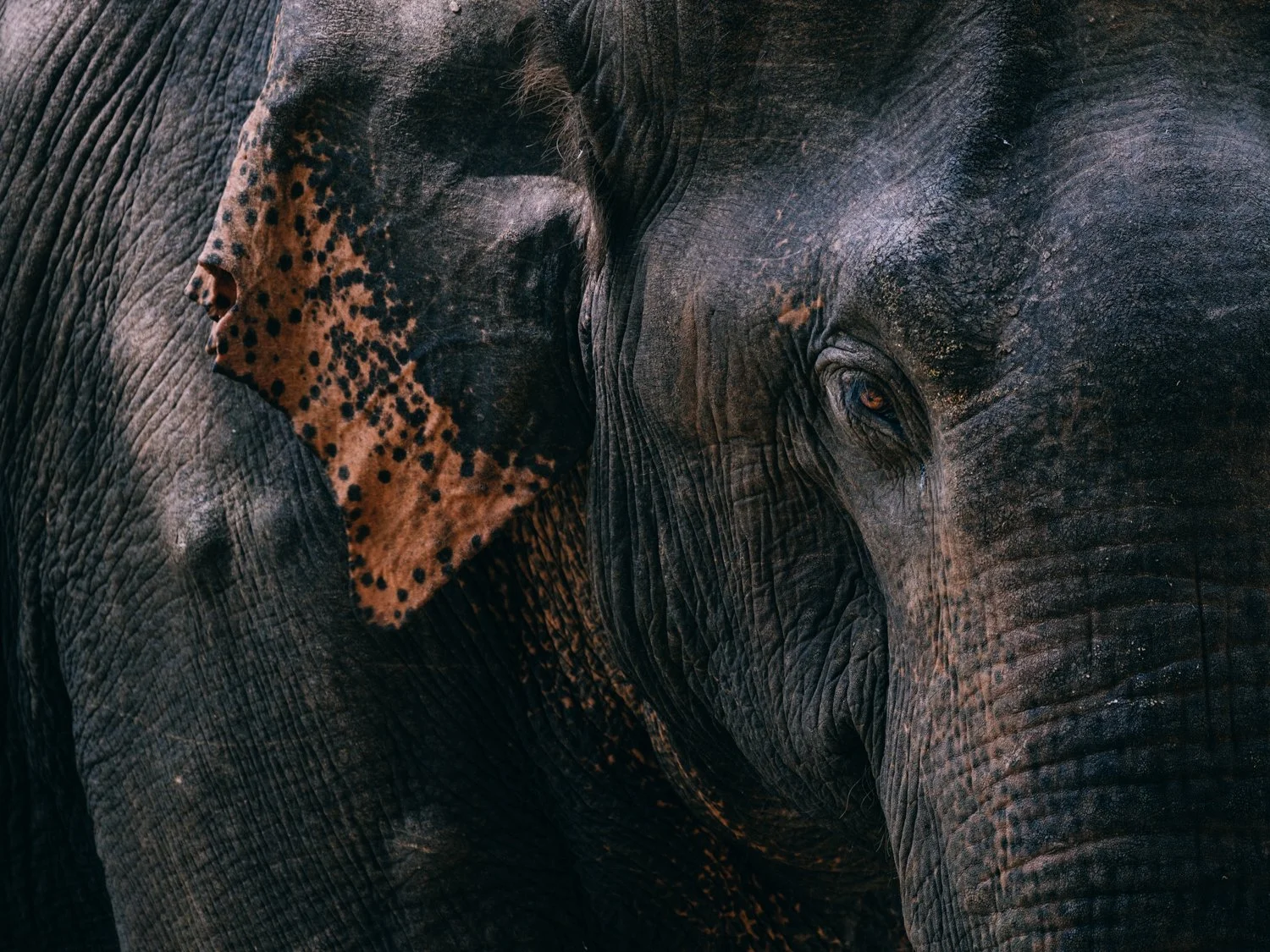 The Lanka Environment Fund