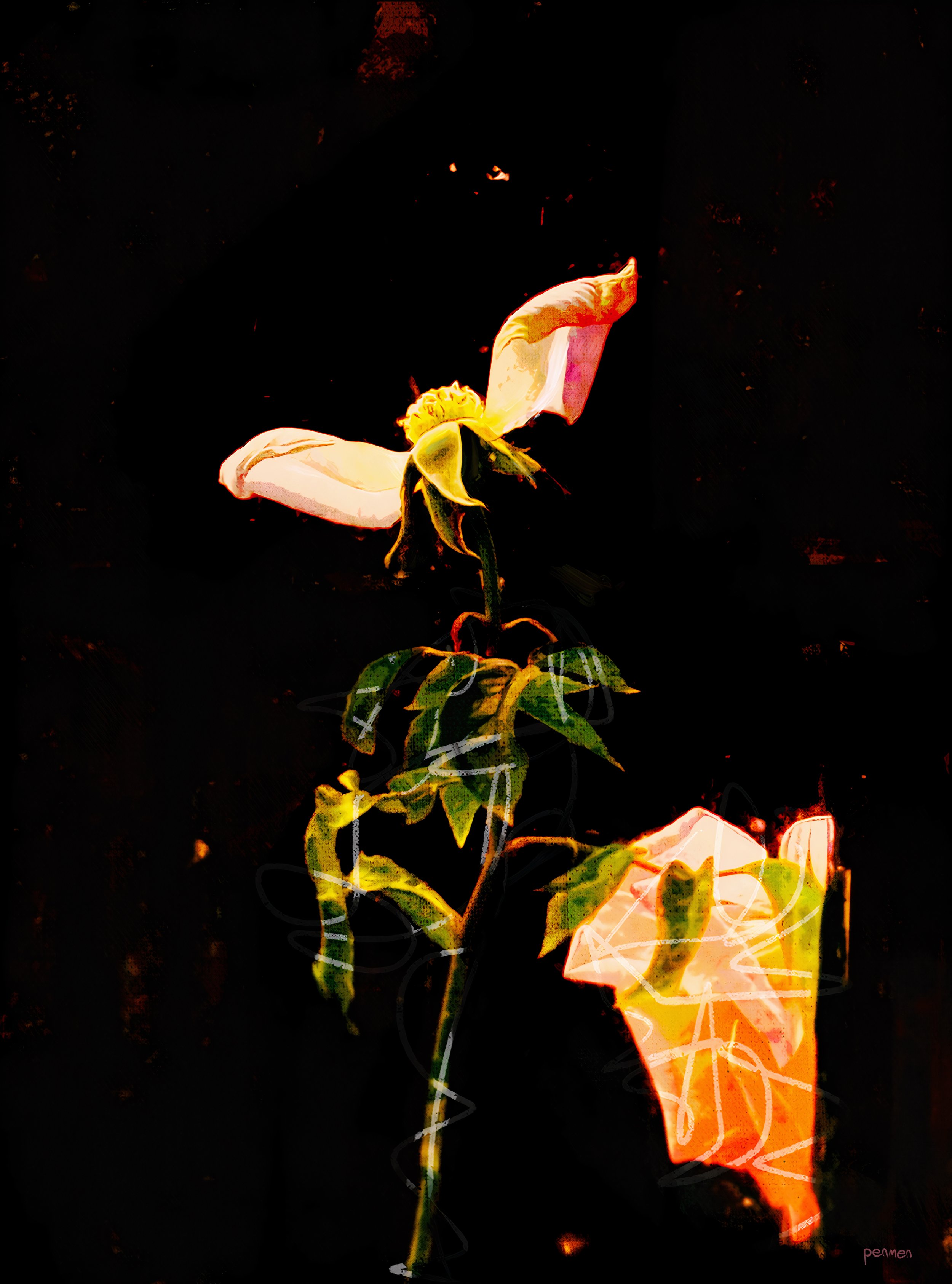Rose at Summers End