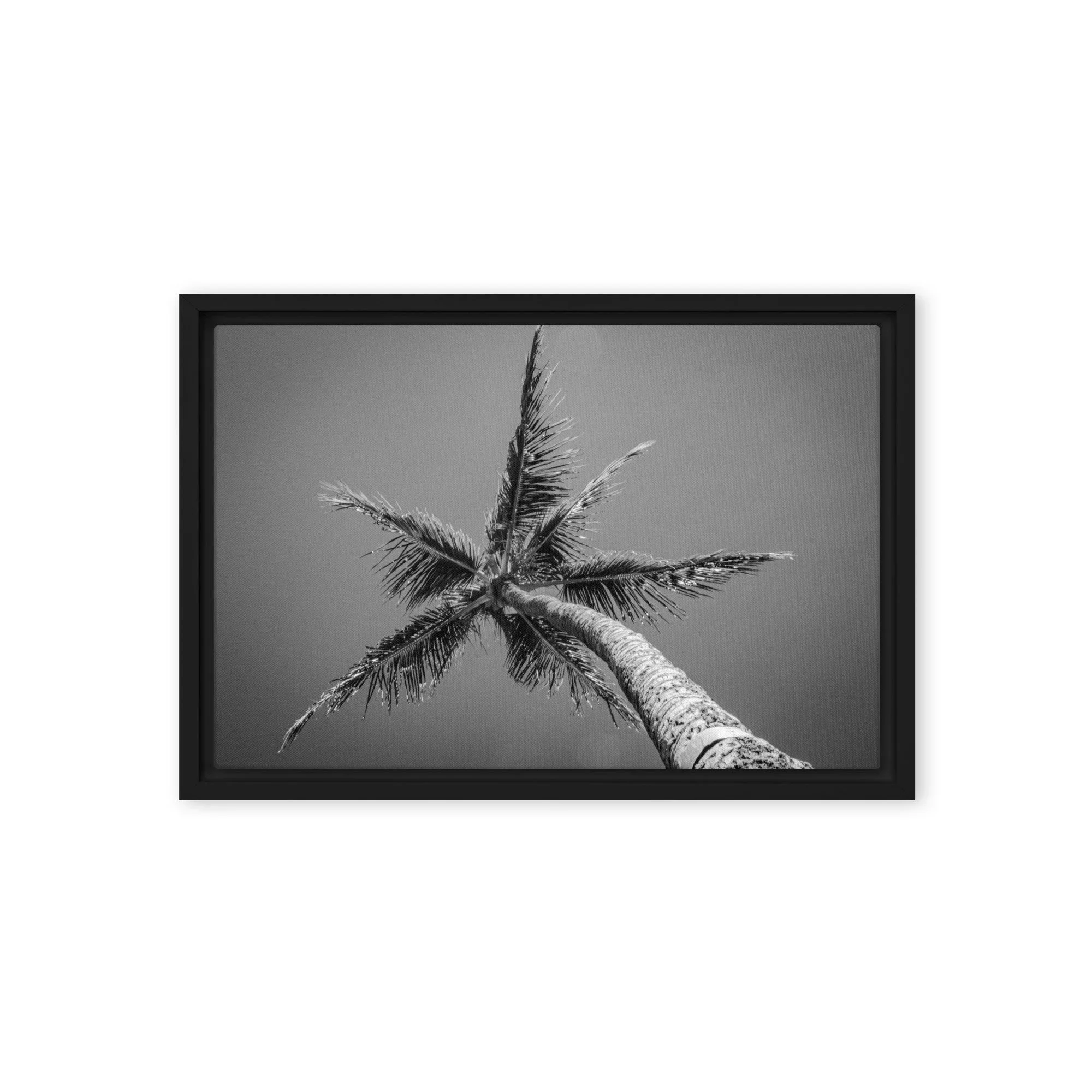 Black and white palm tree framed wall art from Maui featuring a minimalist coastal design for modern and neutral interior decor