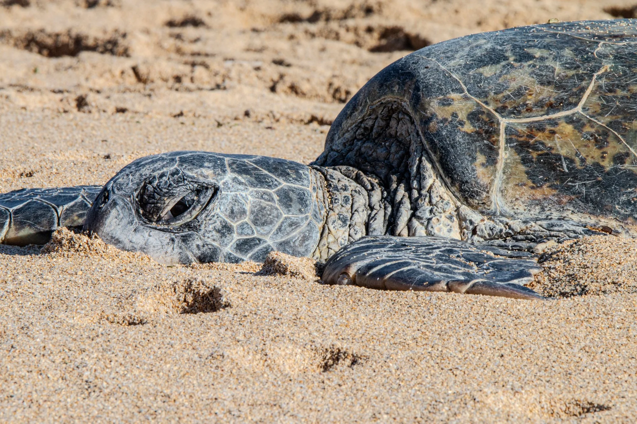 Resting Hawaiian green sea turtles