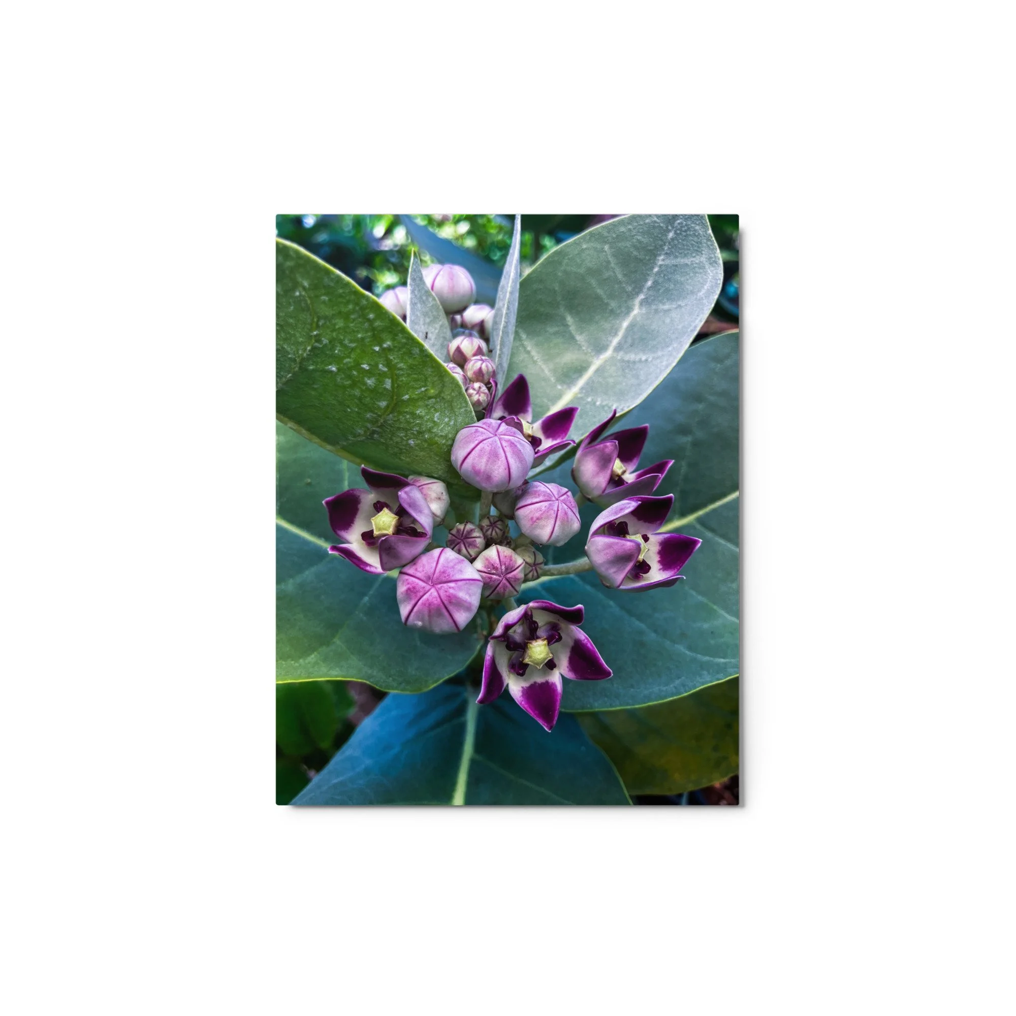 glossy-metal-print-(in)-white-11x14-front-68b4a148ec764.jpg