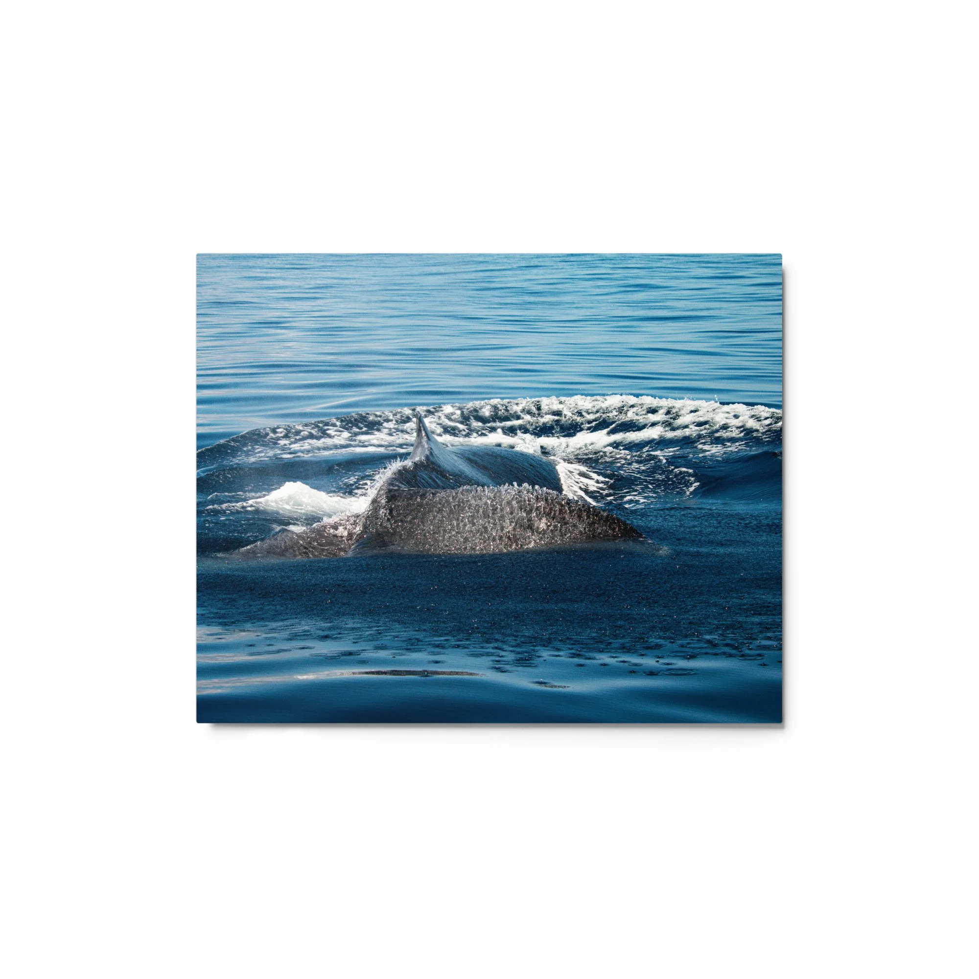 glossy-metal-print-(in)-white-8x10-front-68b9da38eba6e.jpg