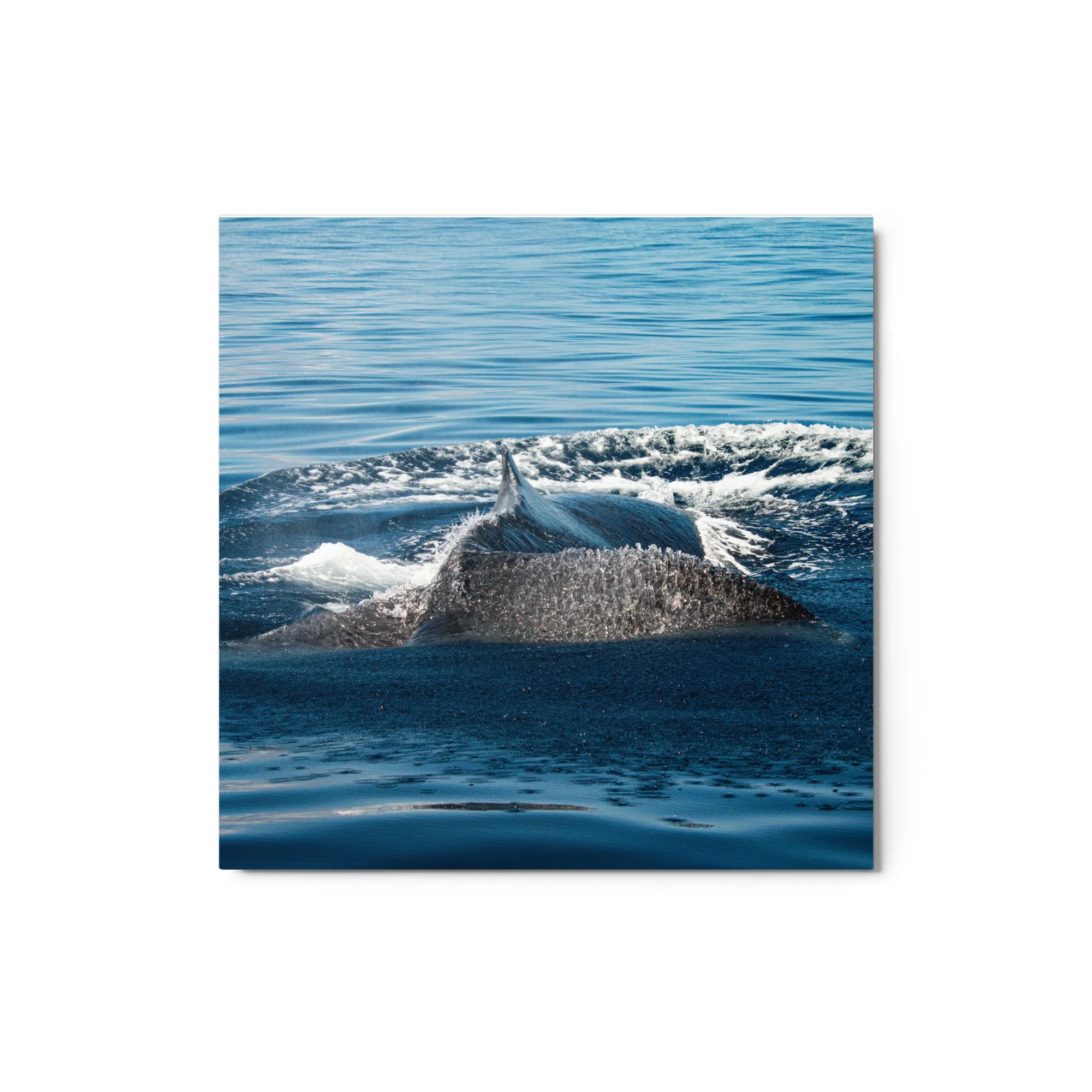 glossy-metal-print-(in)-white-12x12-front-68b9da38ec173.jpg