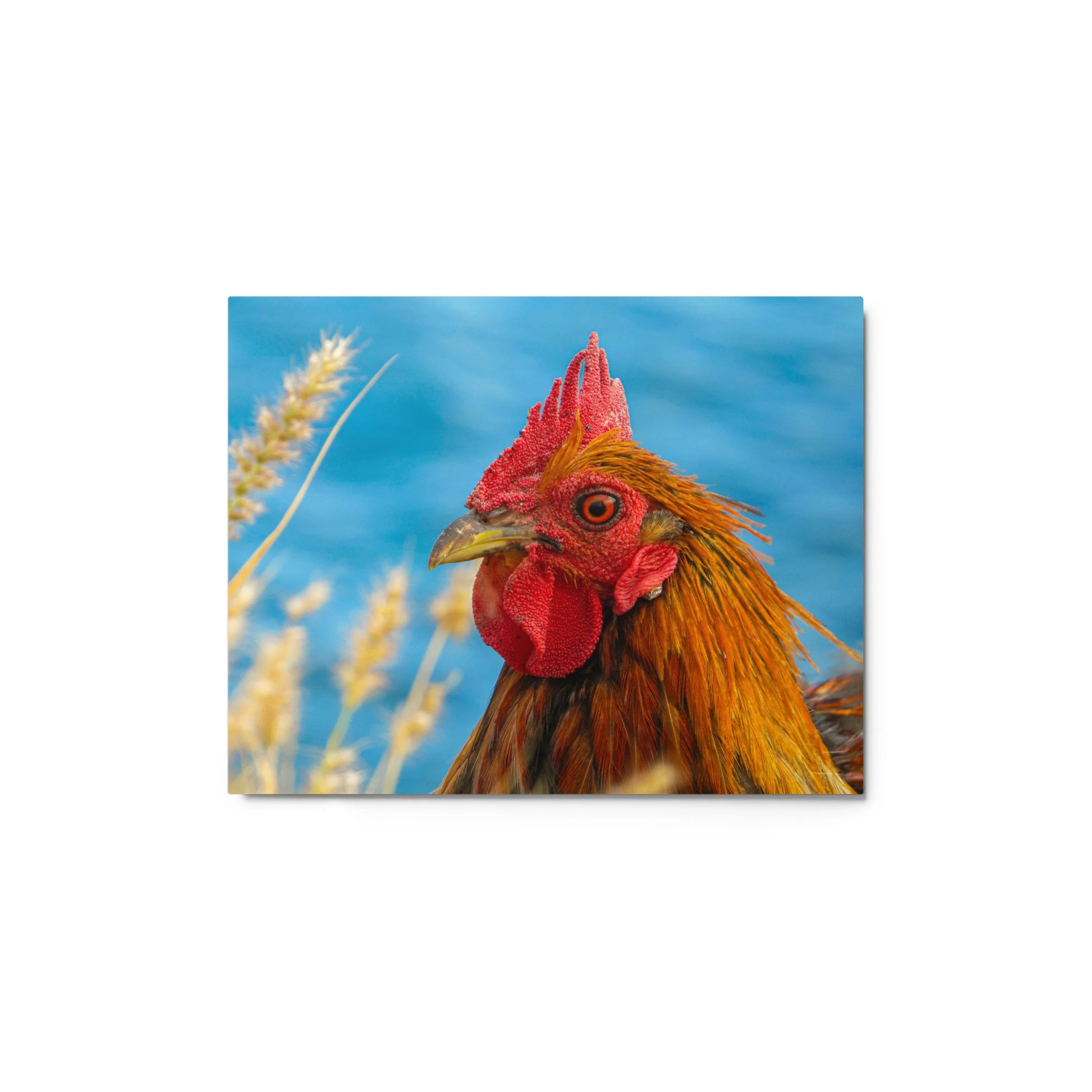 glossy-metal-print-(in)-white-11x14-front-68b9dc0069a8b.jpg