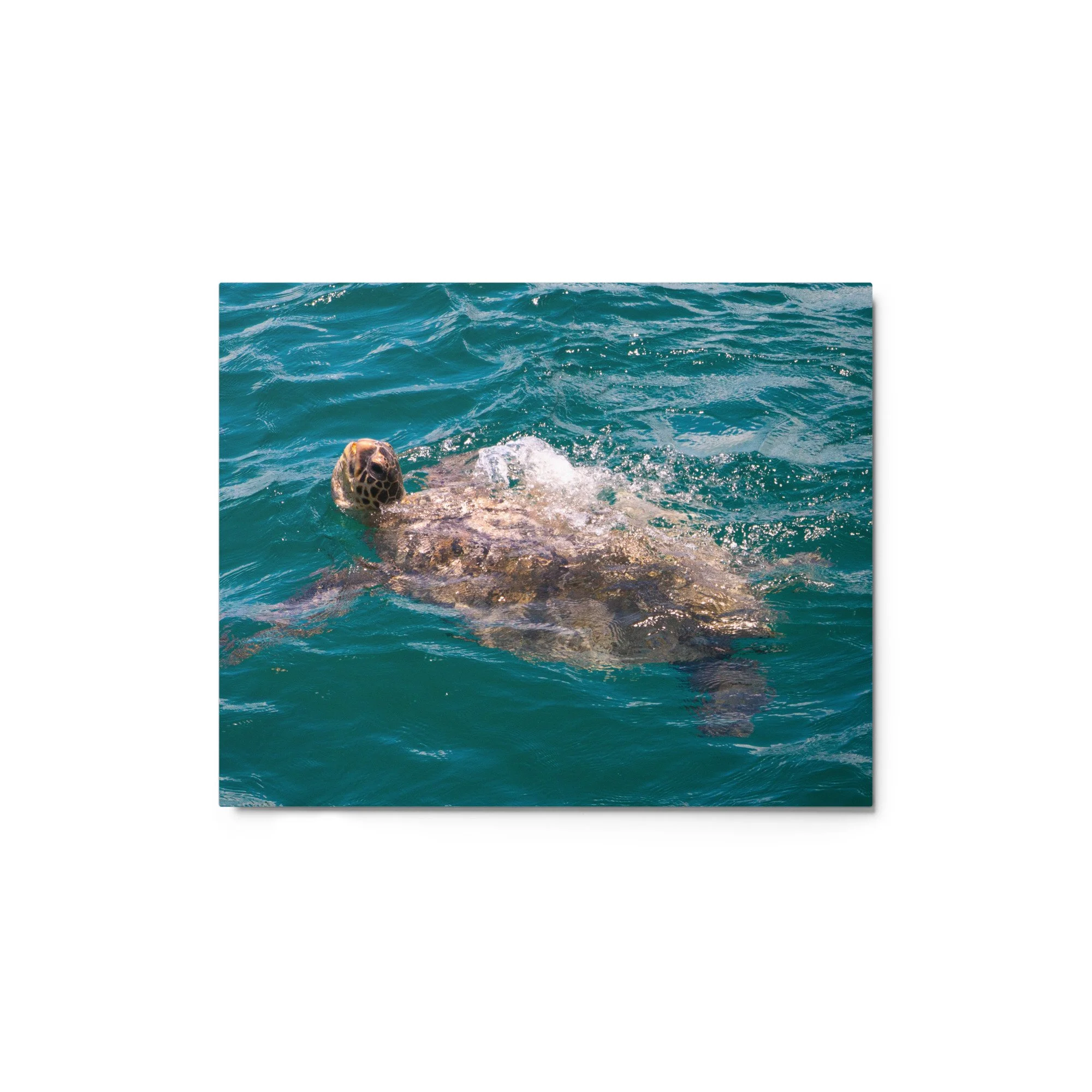 glossy-metal-print-(in)-white-8x10-front-68bcabacded7d.jpg