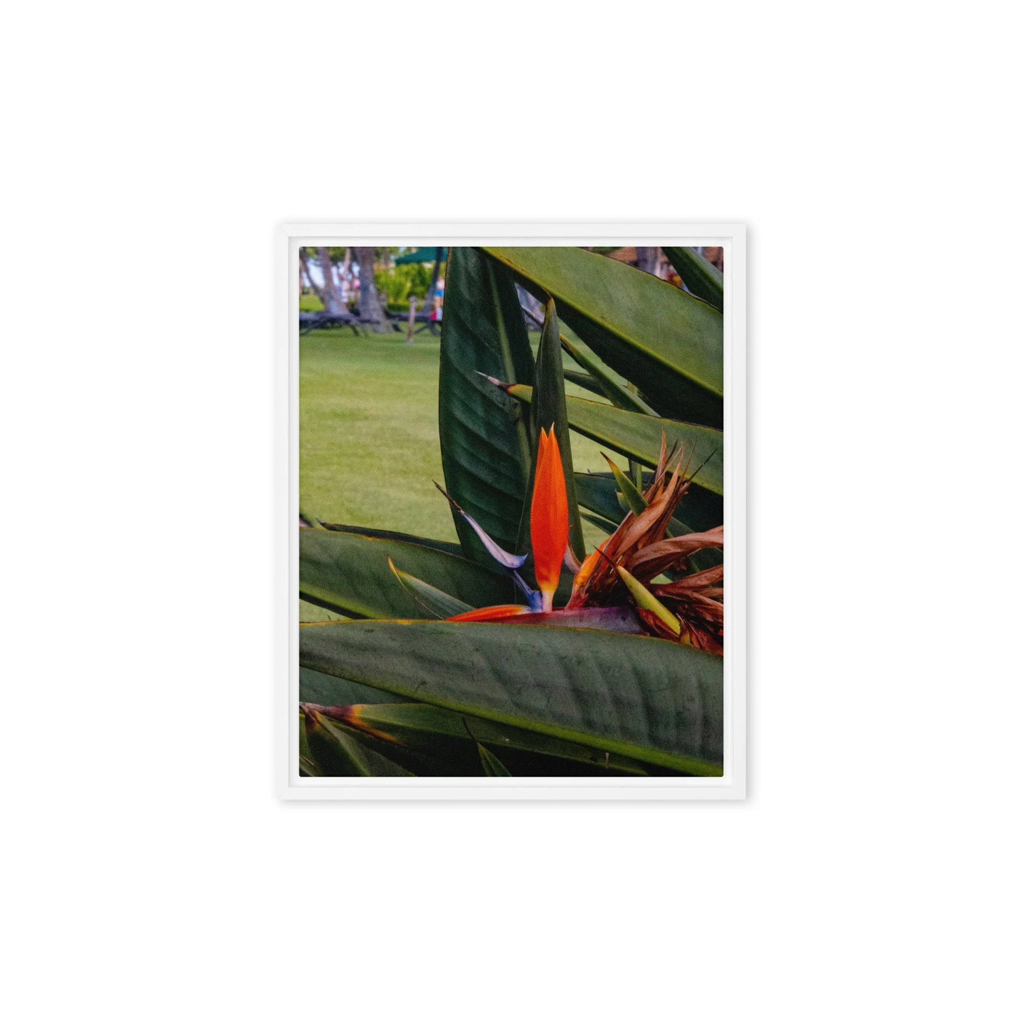 framed-canvas-(in)-white-8x10-front-68c8410fa95cd.jpg