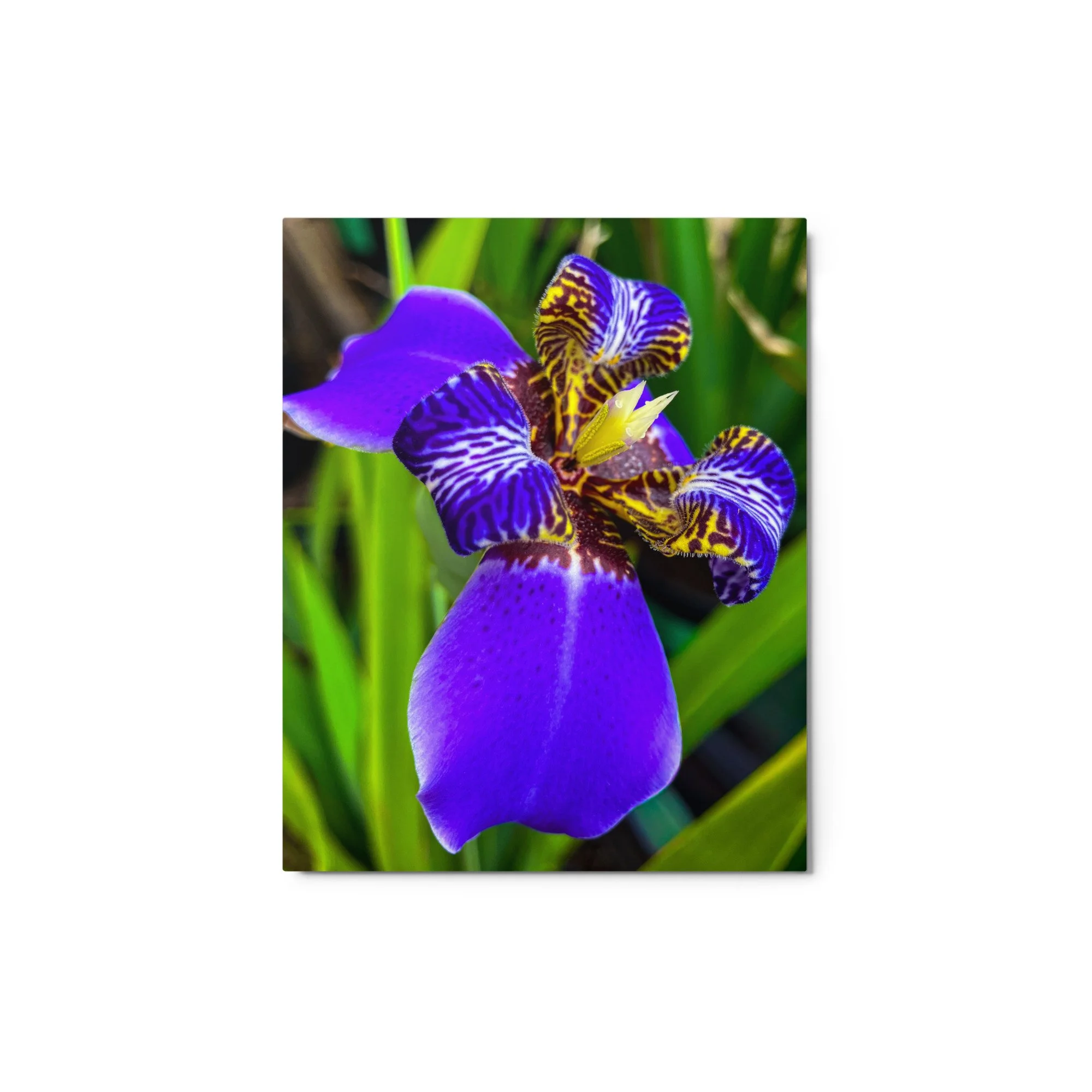 glossy-metal-print-(in)-white-8x10-front-6917953c5b39f.jpg