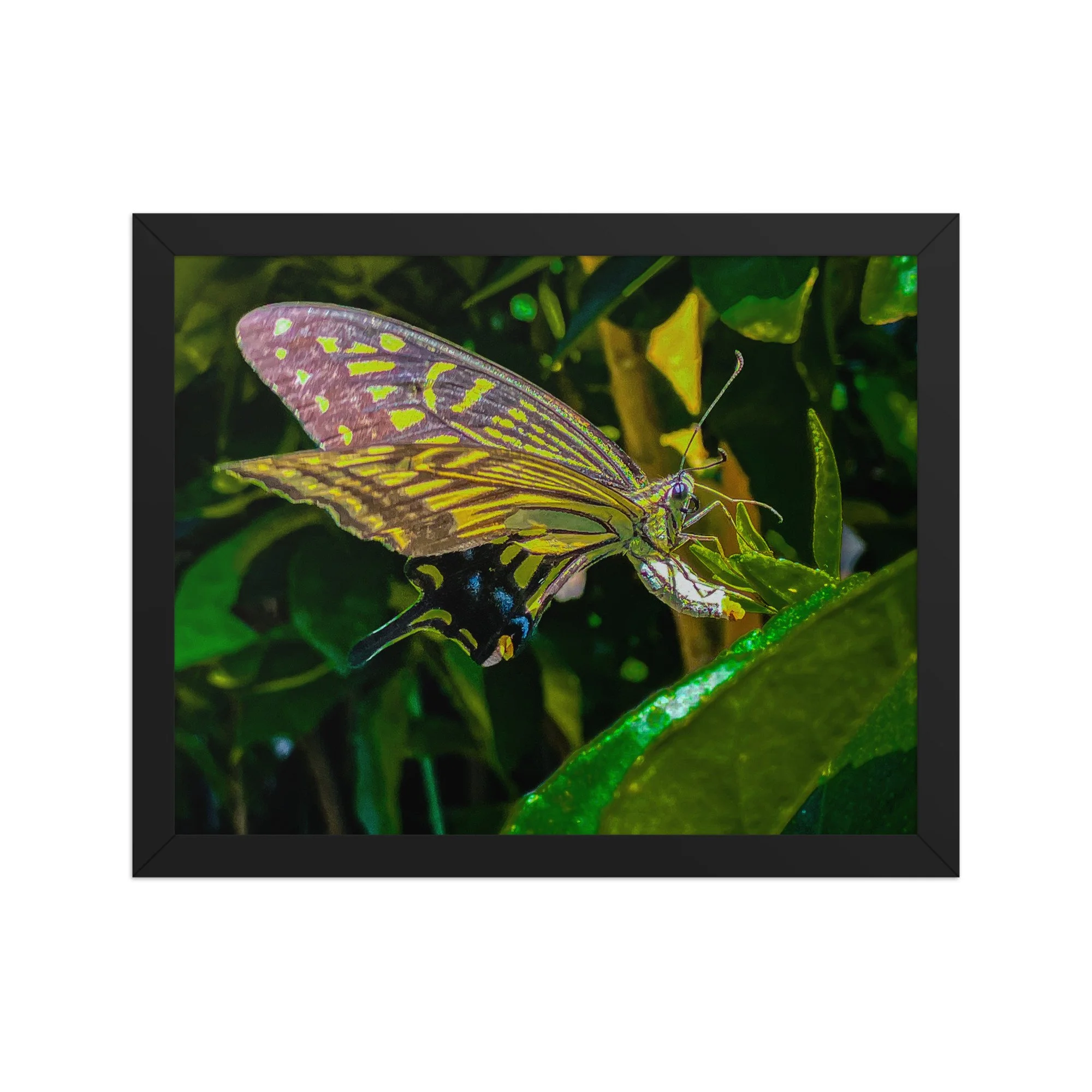 enhanced-matte-paper-framed-poster-(in)-black-11x14-front-6920c8573c450.jpg