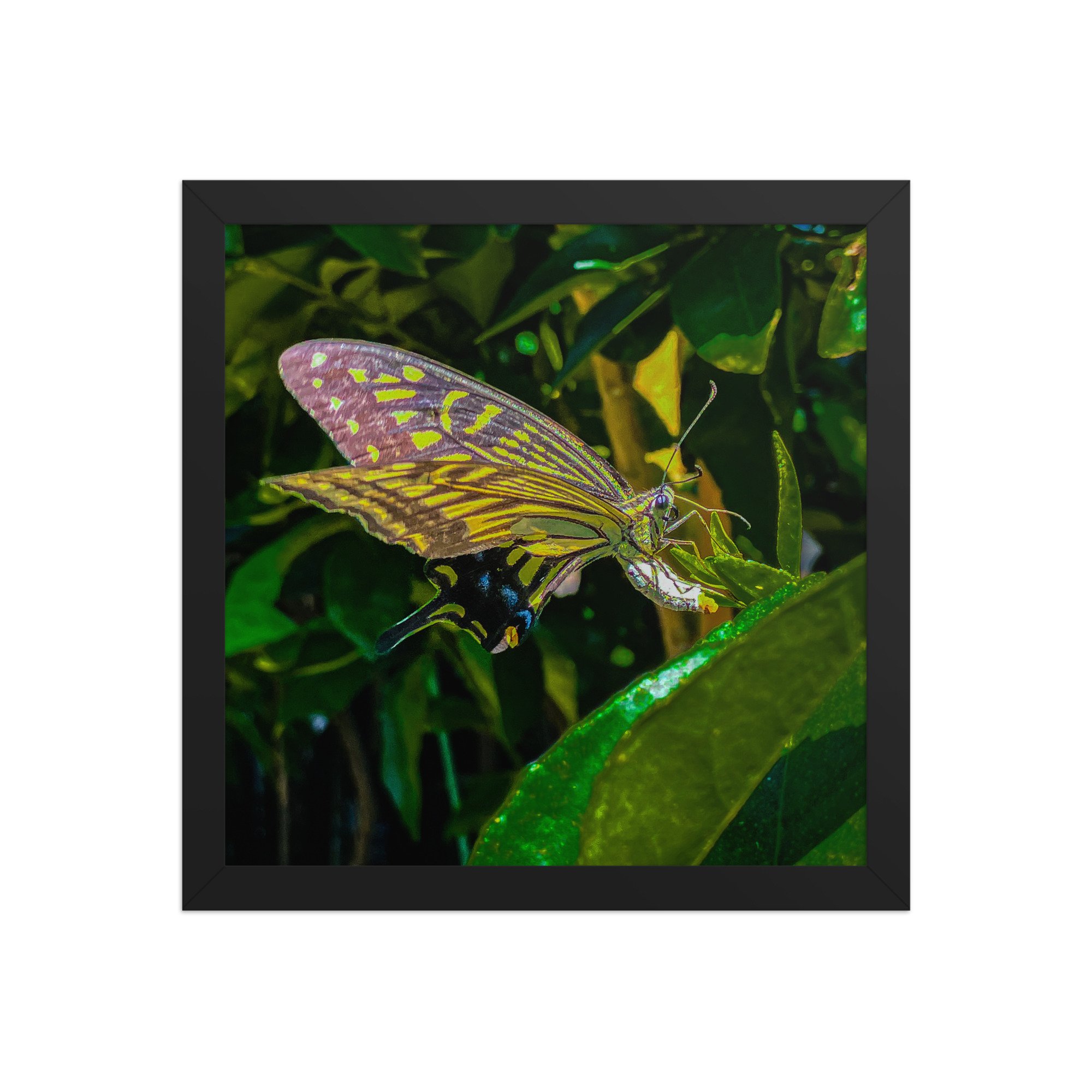 enhanced-matte-paper-framed-poster-(in)-black-12x12-front-6920c8573d6b7.jpg
