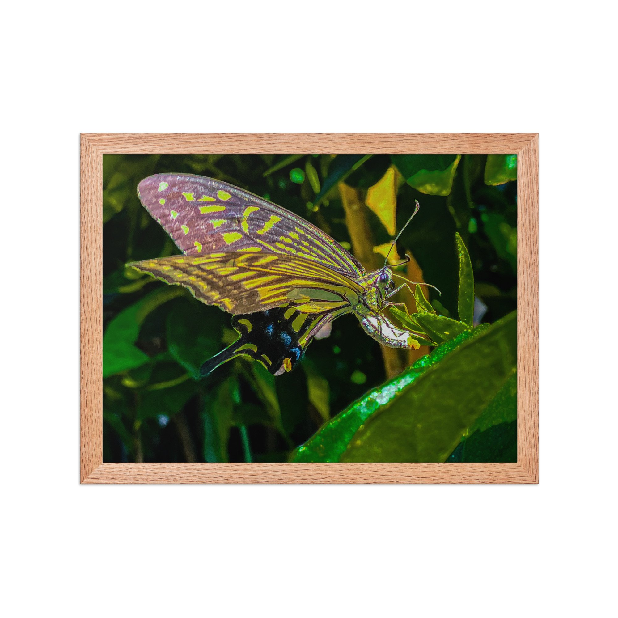 enhanced-matte-paper-framed-poster-(in)-red-oak-12x16-front-6920c8573db99.jpg