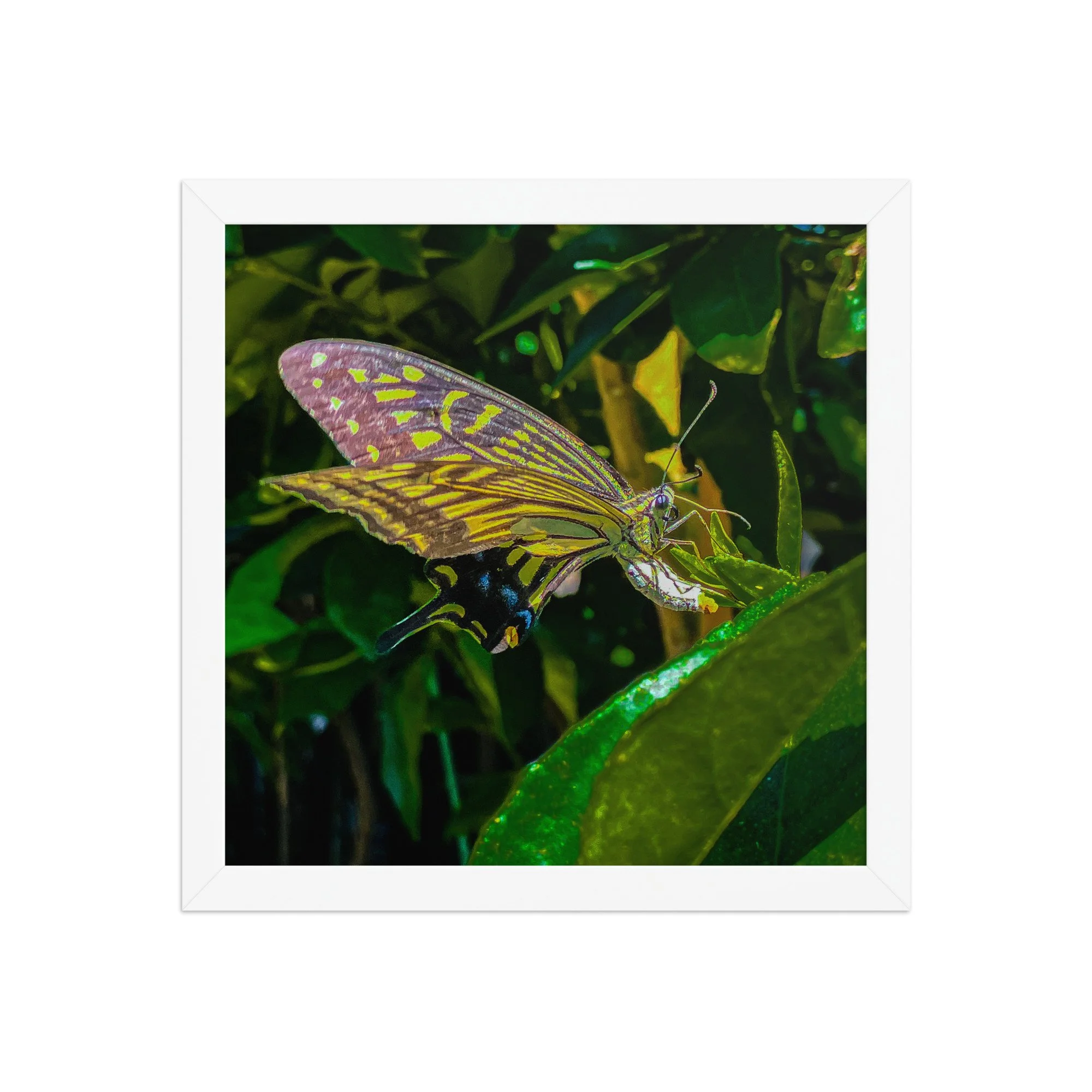 enhanced-matte-paper-framed-poster-(in)-white-12x12-front-6920c8573df25.jpg