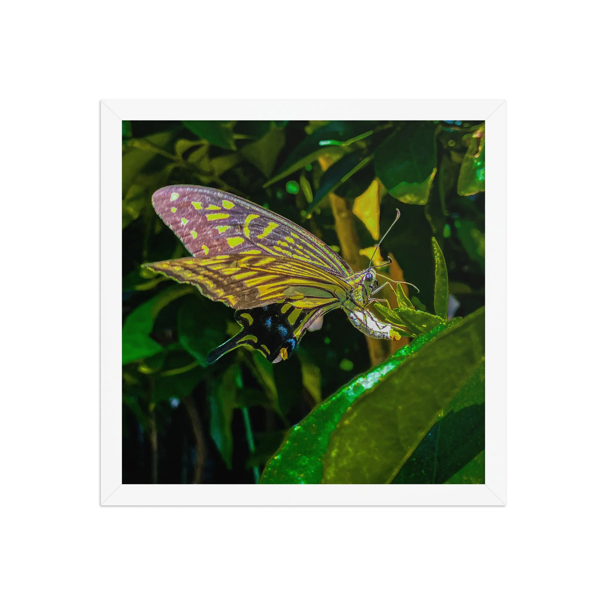 enhanced-matte-paper-framed-poster-(in)-white-14x14-front-6920c8573e0ea.jpg