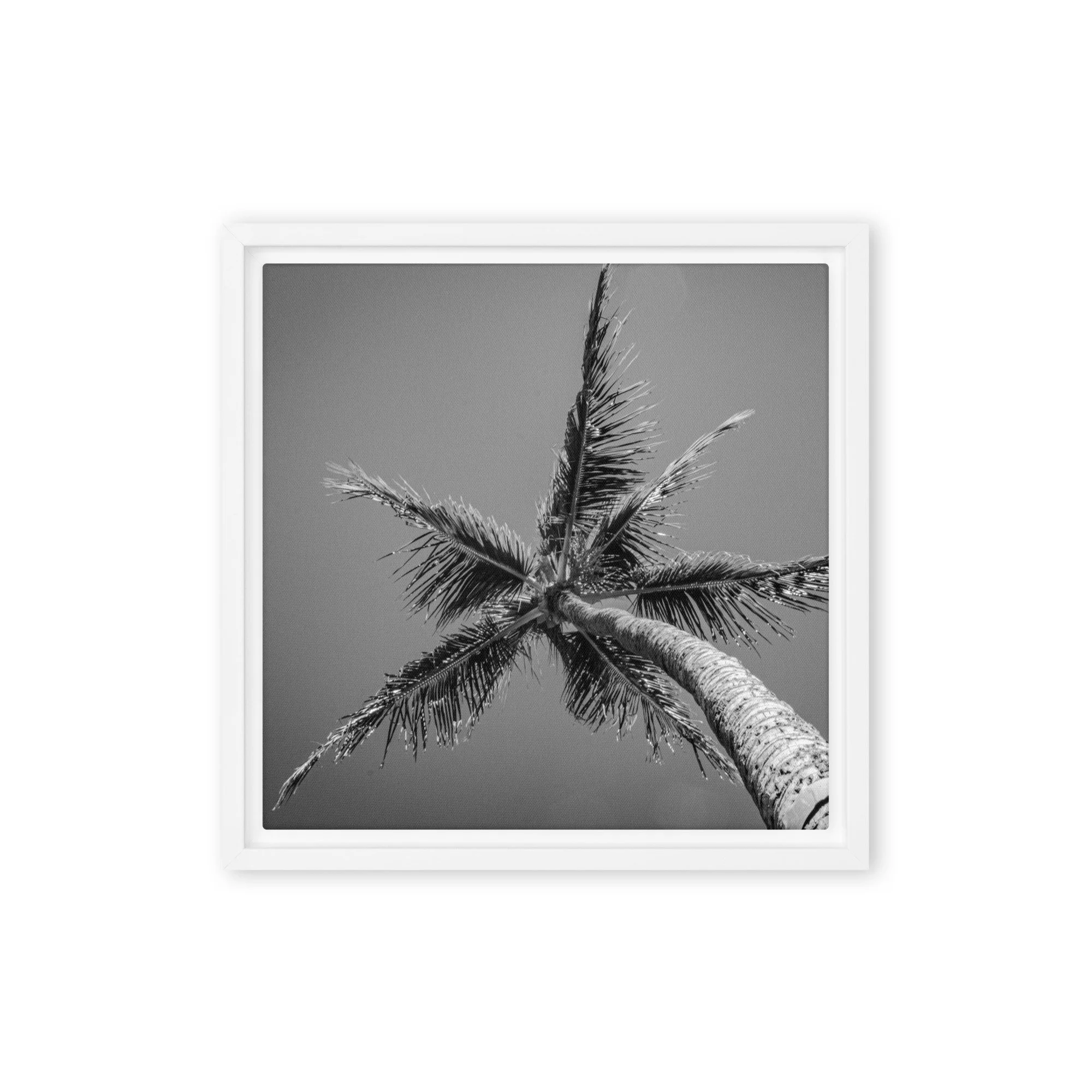 Minimalist Palm Tree - Black and White Framed Canvas Wall Art ...
