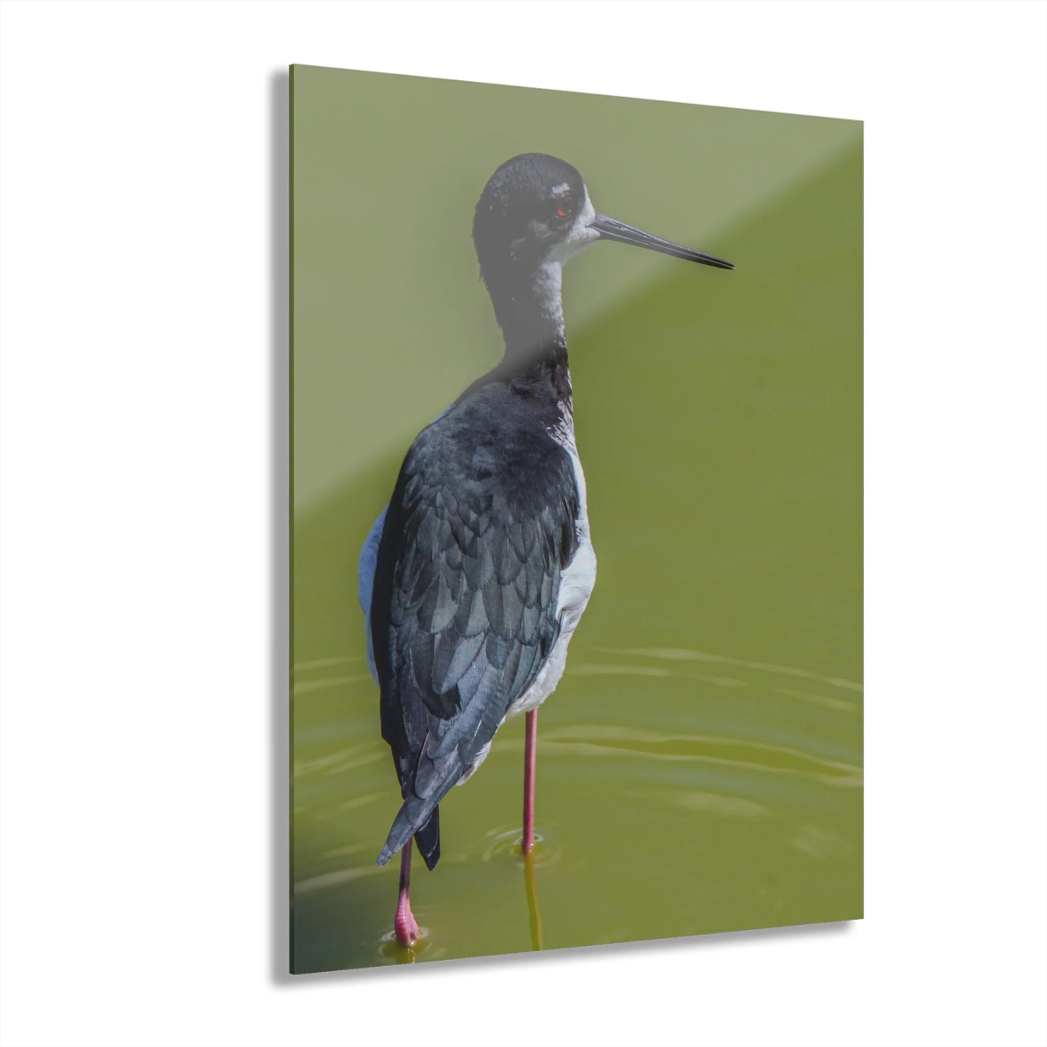 Hawaiian Stilt Portrait –  Original Maui Bird Acrylic Wall Art Decor
