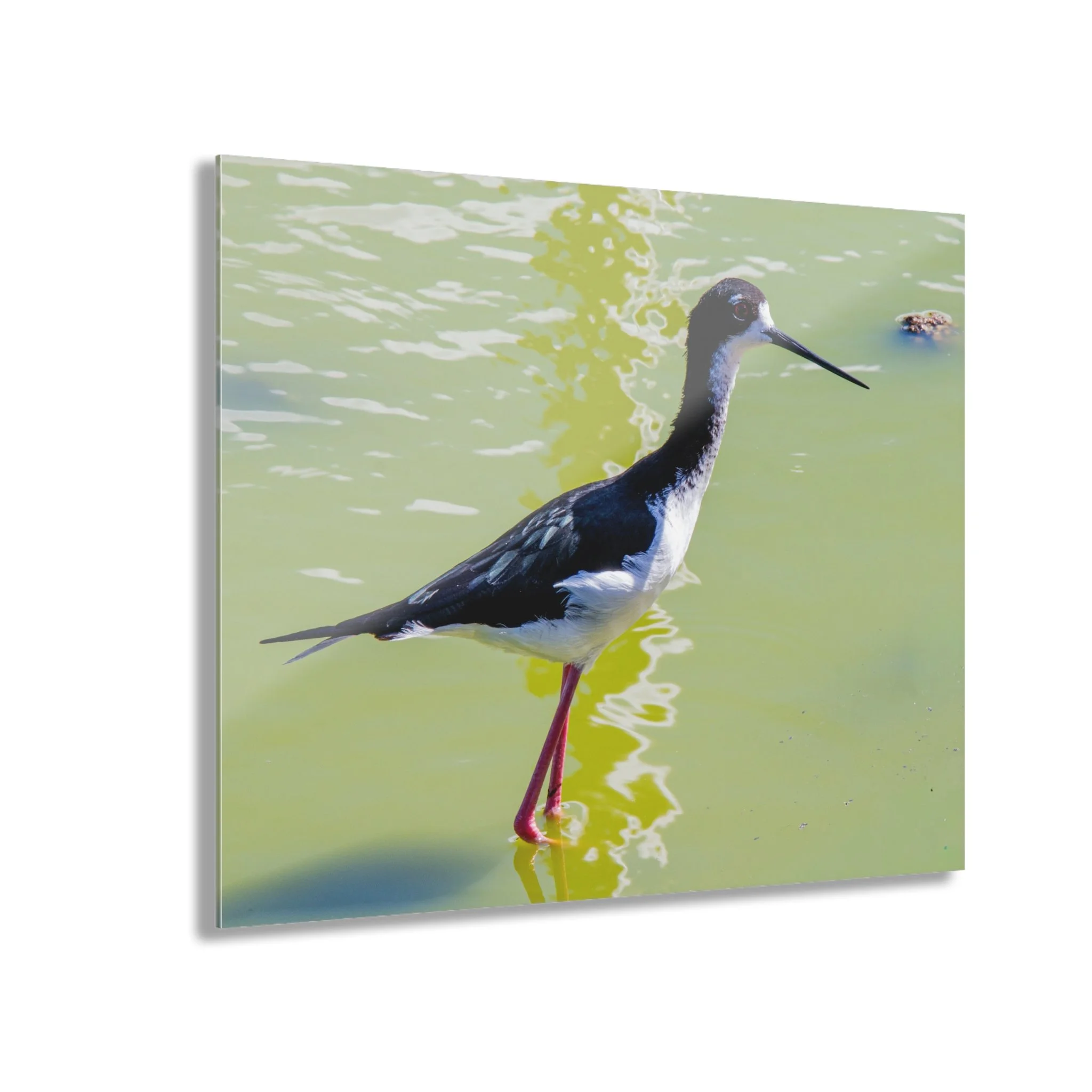 Aeo (Hawaiian Stilt), Reflection – Original Maui Wildlife Acrylic Wall Art