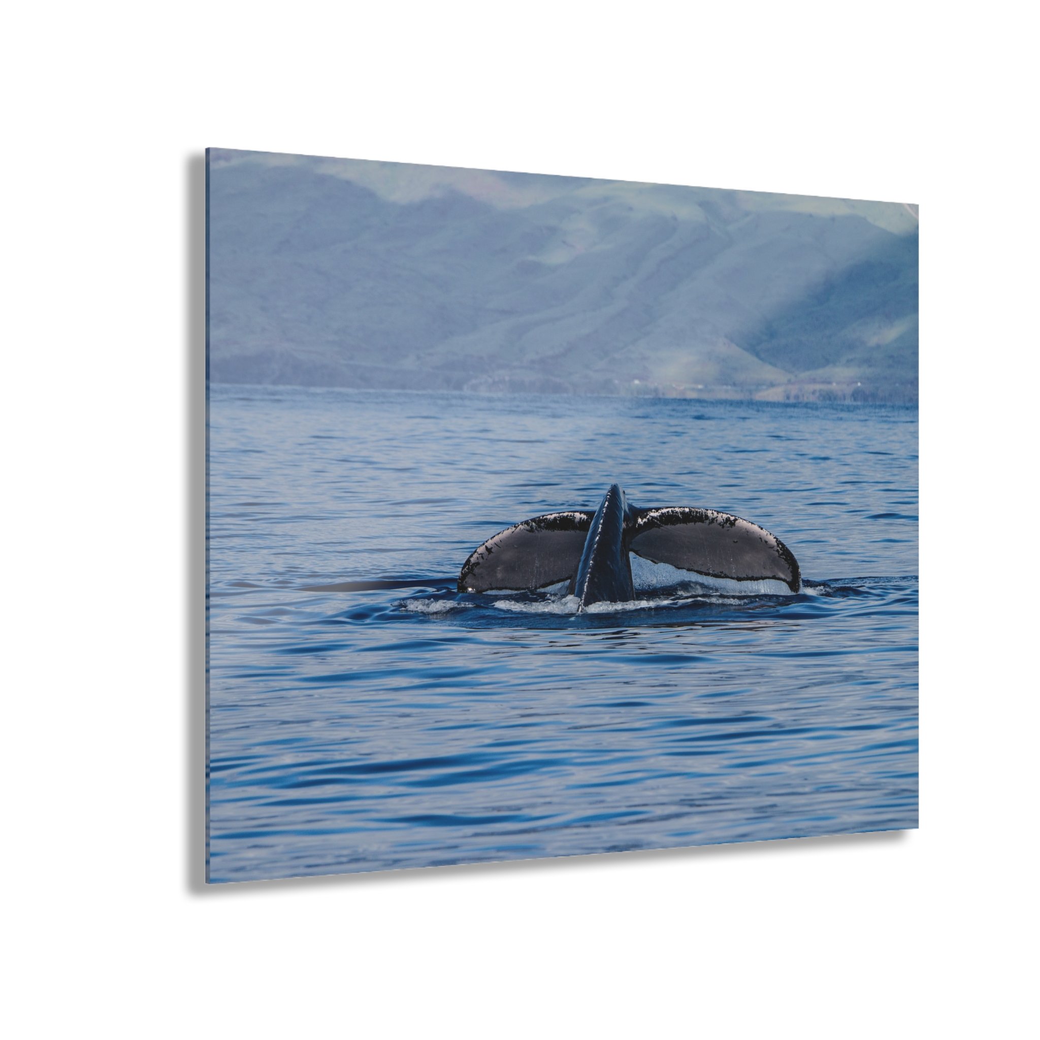 Humpback Whale Acrylic Wall Art – Maui Ocean Light | Original Maui Photography by Theron Peck