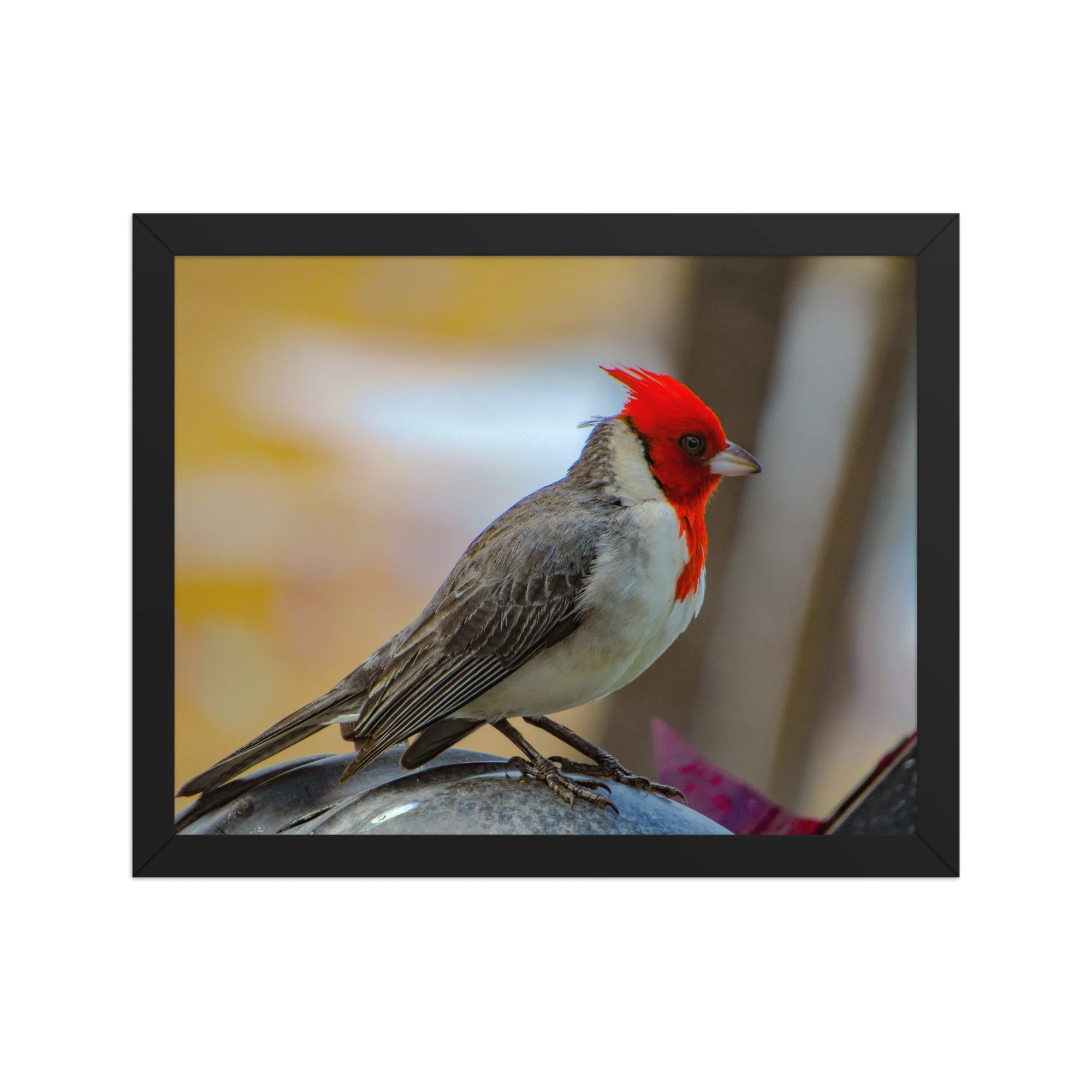 Red-Crested Cardinal in Soft Light | Framed Maui Fine Art Paper Print
