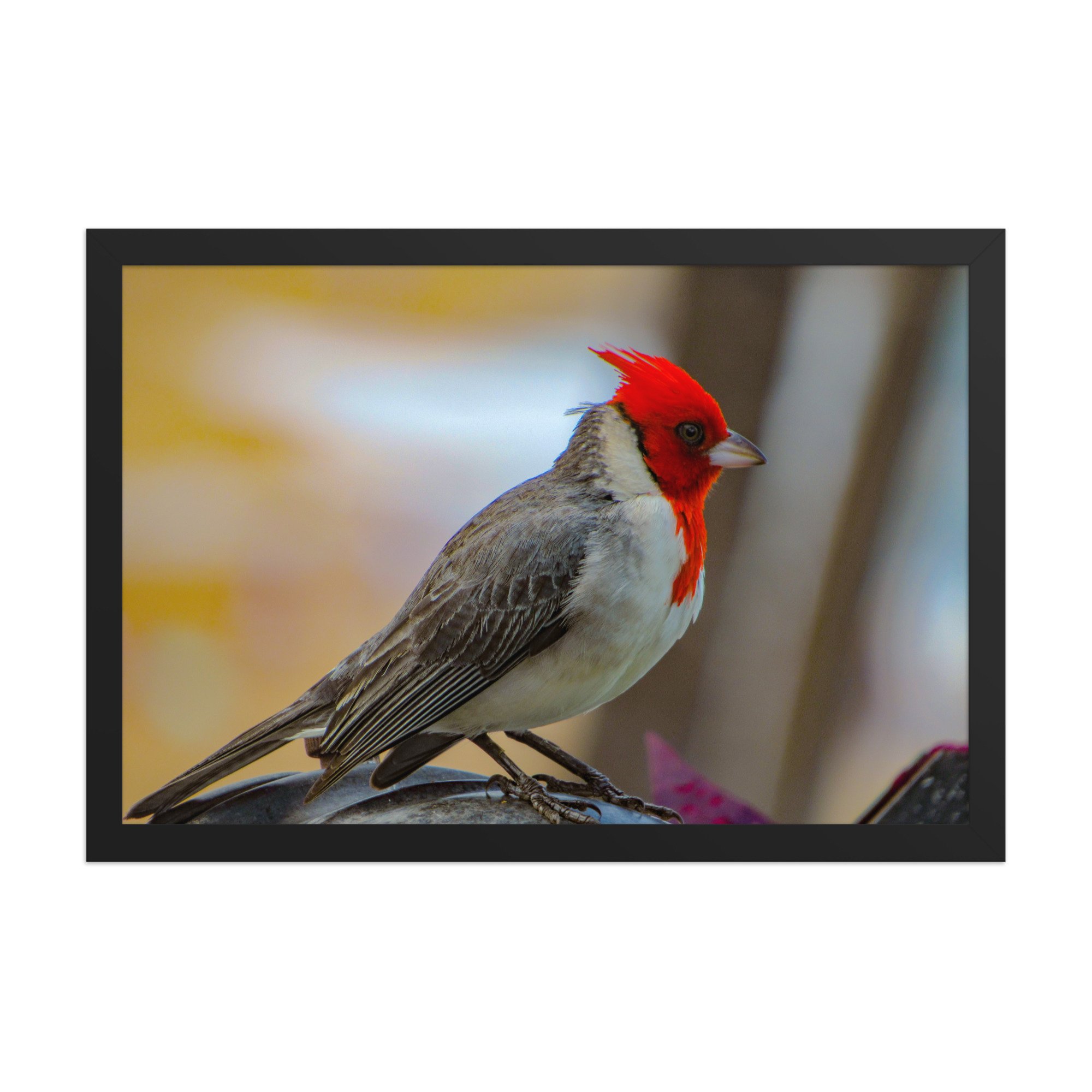 Red-Crested Cardinal in Soft Light | Framed Maui Fine Art Paper Print