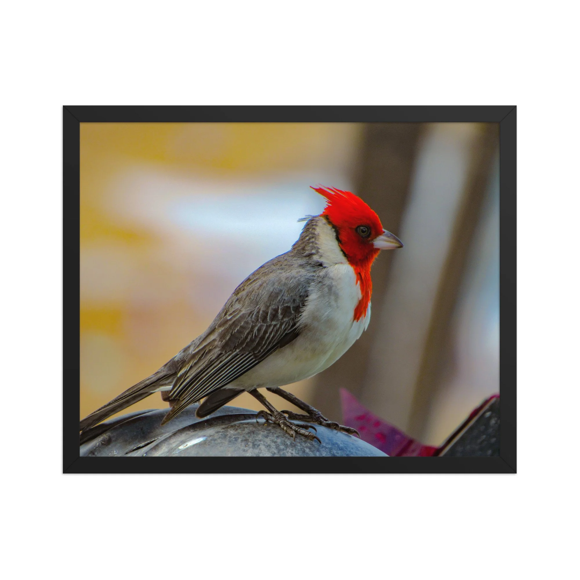 Red-Crested Cardinal in Soft Light | Framed Maui Fine Art Paper Print
