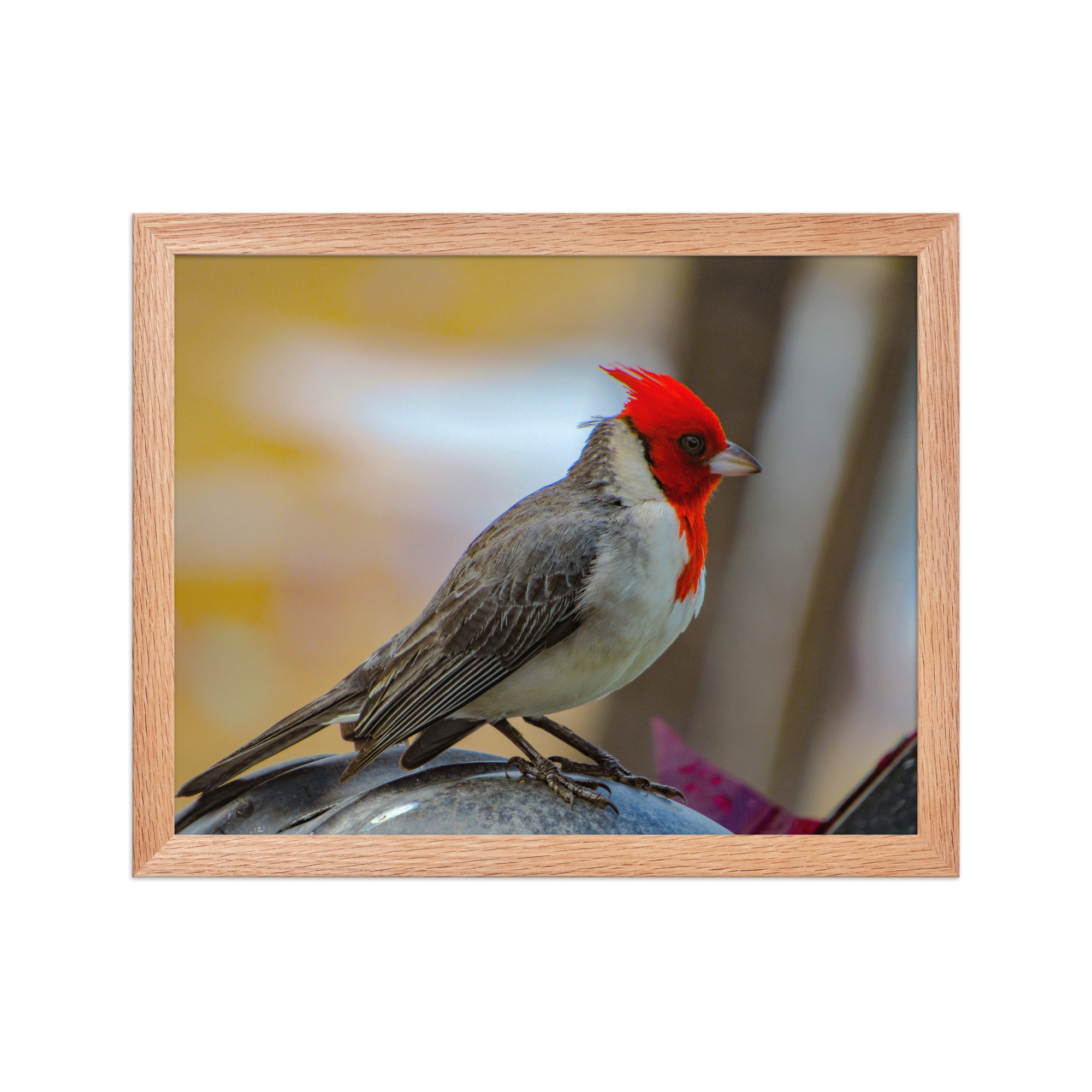 Red-Crested Cardinal in Soft Light | Framed Maui Fine Art Paper Print