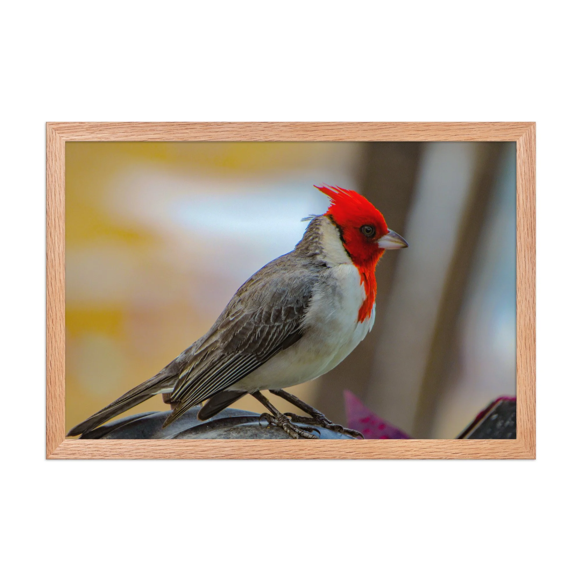 Red-Crested Cardinal in Soft Light | Framed Maui Fine Art Paper Print
