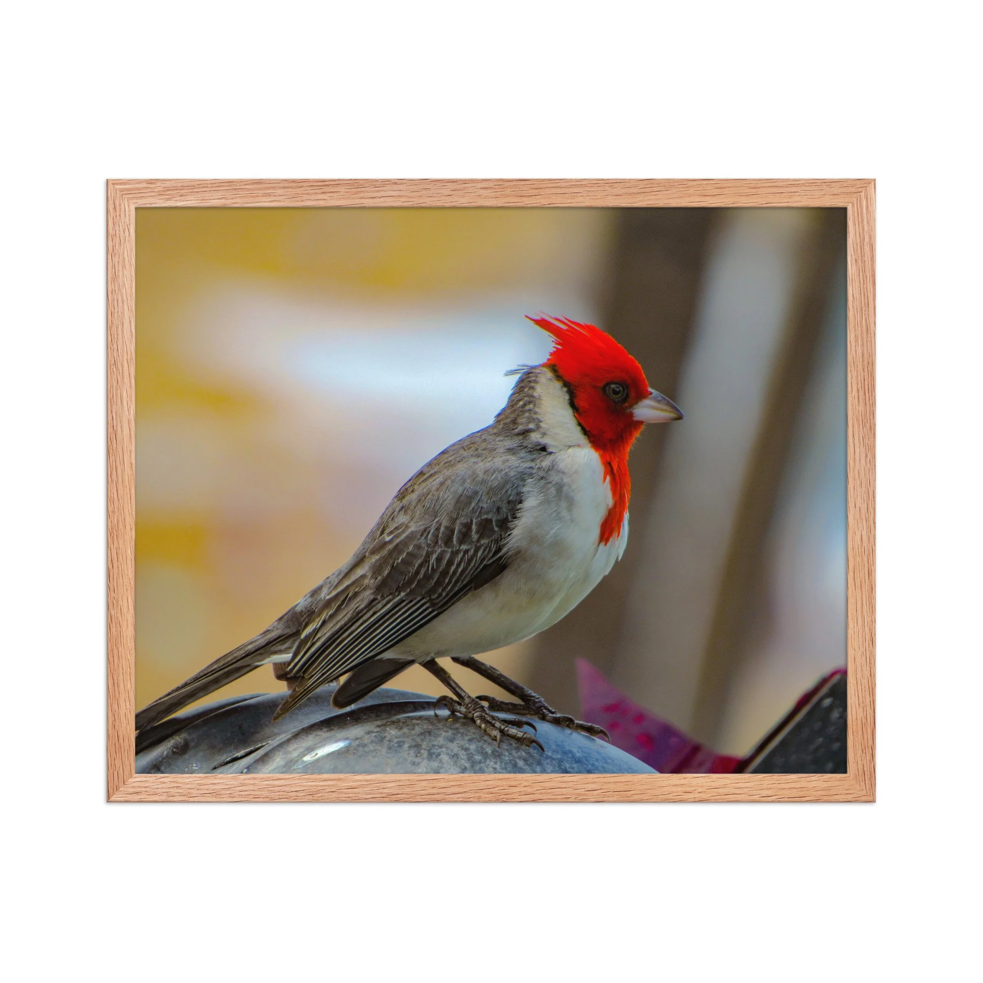 Red-Crested Cardinal in Soft Light | Framed Maui Fine Art Paper Print