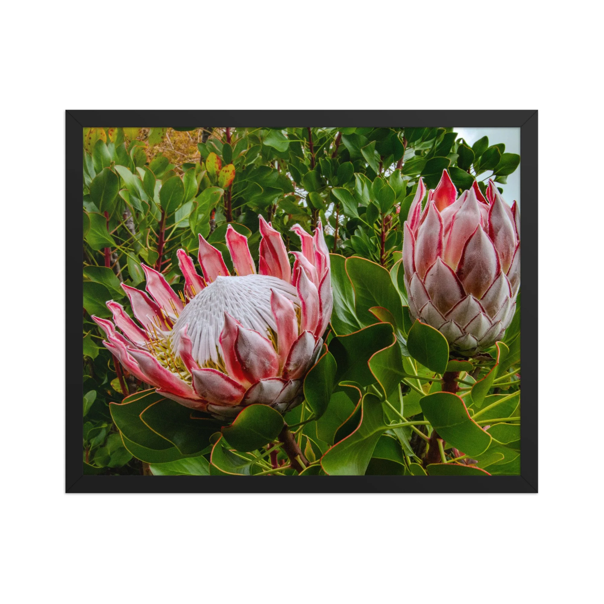 King Protea Framed Fine Art Print | Biophilic Maui Wall Art