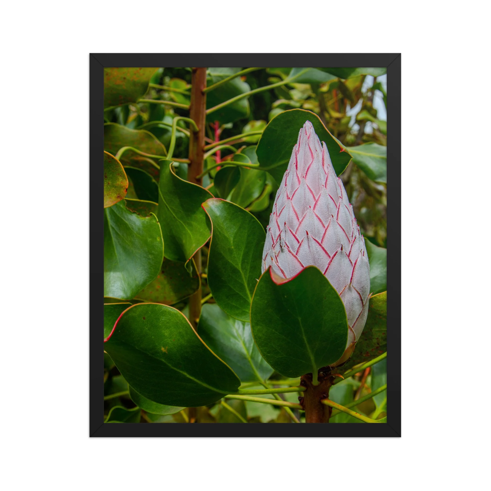 King Protea Framed Fine Art Print | Before Bloom at Ali‘i Kula Lavender Farm — Original Maui Photography