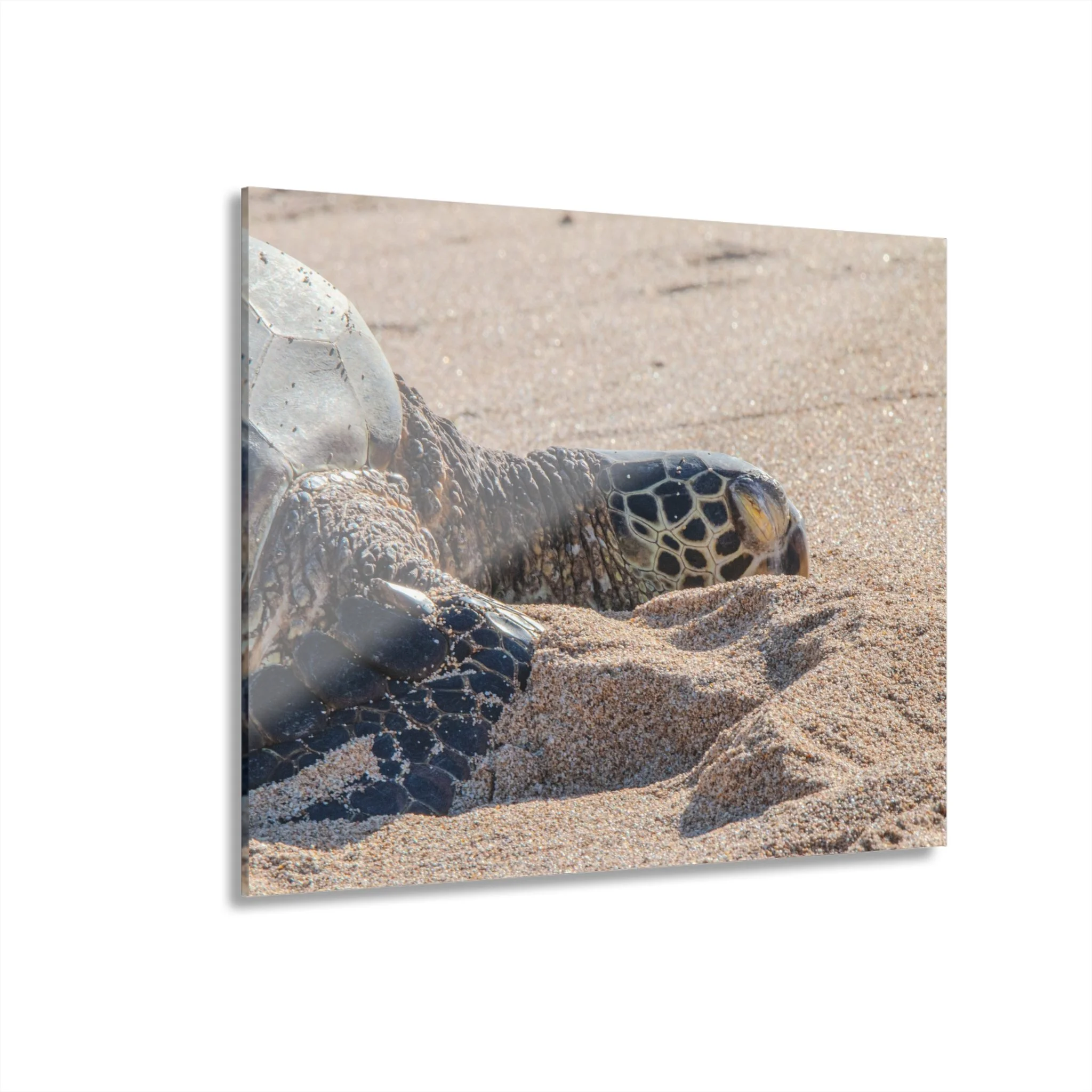 Sea Turtle Resting on Baldwin Beach – Original Maui Acrylic Wall Art