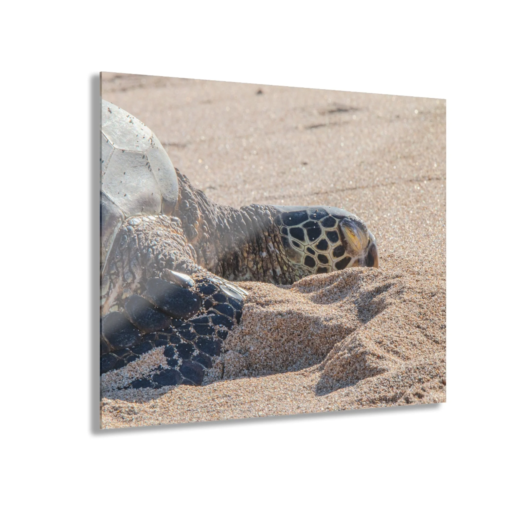 Sea Turtle Resting on Baldwin Beach – Original Maui Acrylic Wall Art