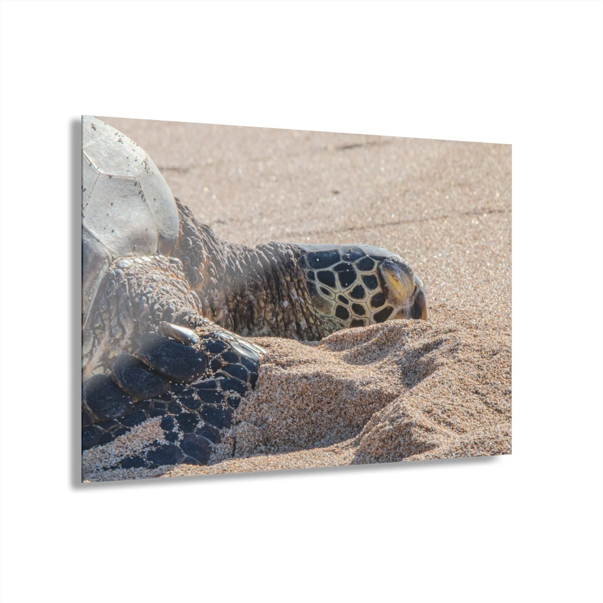 Sea Turtle Resting on Baldwin Beach – Original Maui Acrylic Wall Art