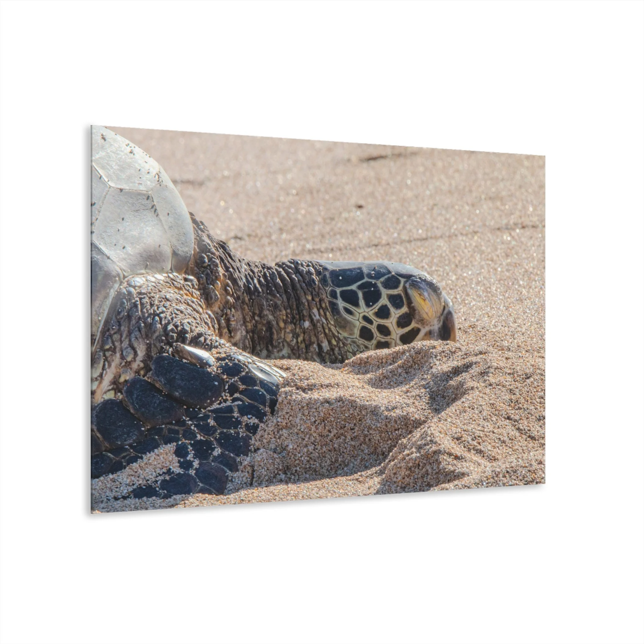 Sea Turtle Resting on Baldwin Beach – Original Maui Acrylic Wall Art