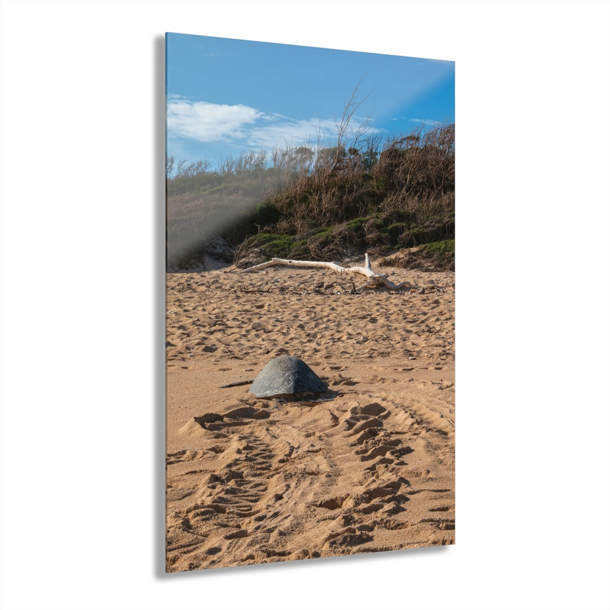 Maui Sea Turtle Crawling – Baldwin Beach - Original Acrylic Wall Art Decor