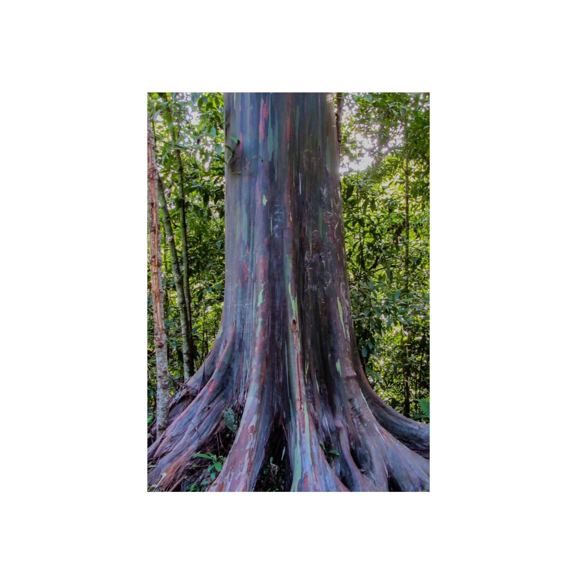 Rainbow Eucalyptus Tree Metal Wall Art | Road to Hana Maui Botanical Photography
