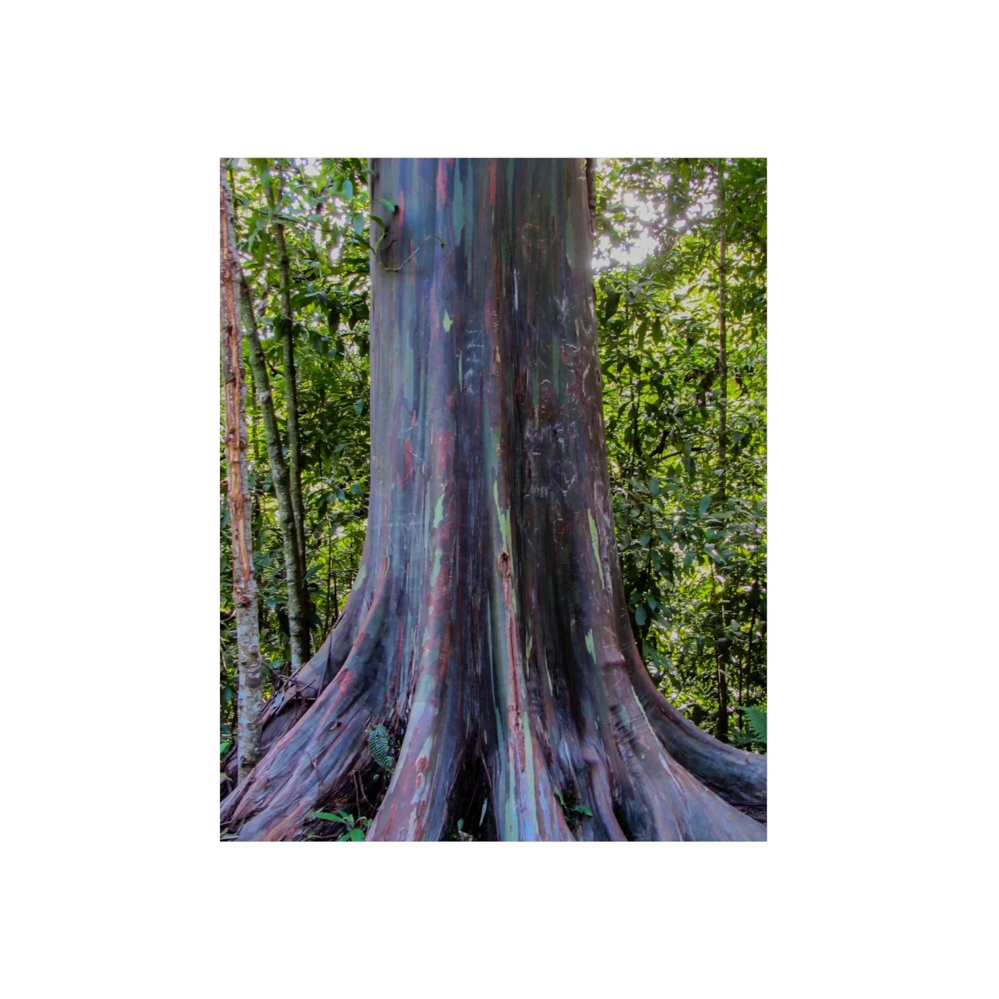 Rainbow Eucalyptus Tree Metal Wall Art | Road to Hana Maui Botanical Photography