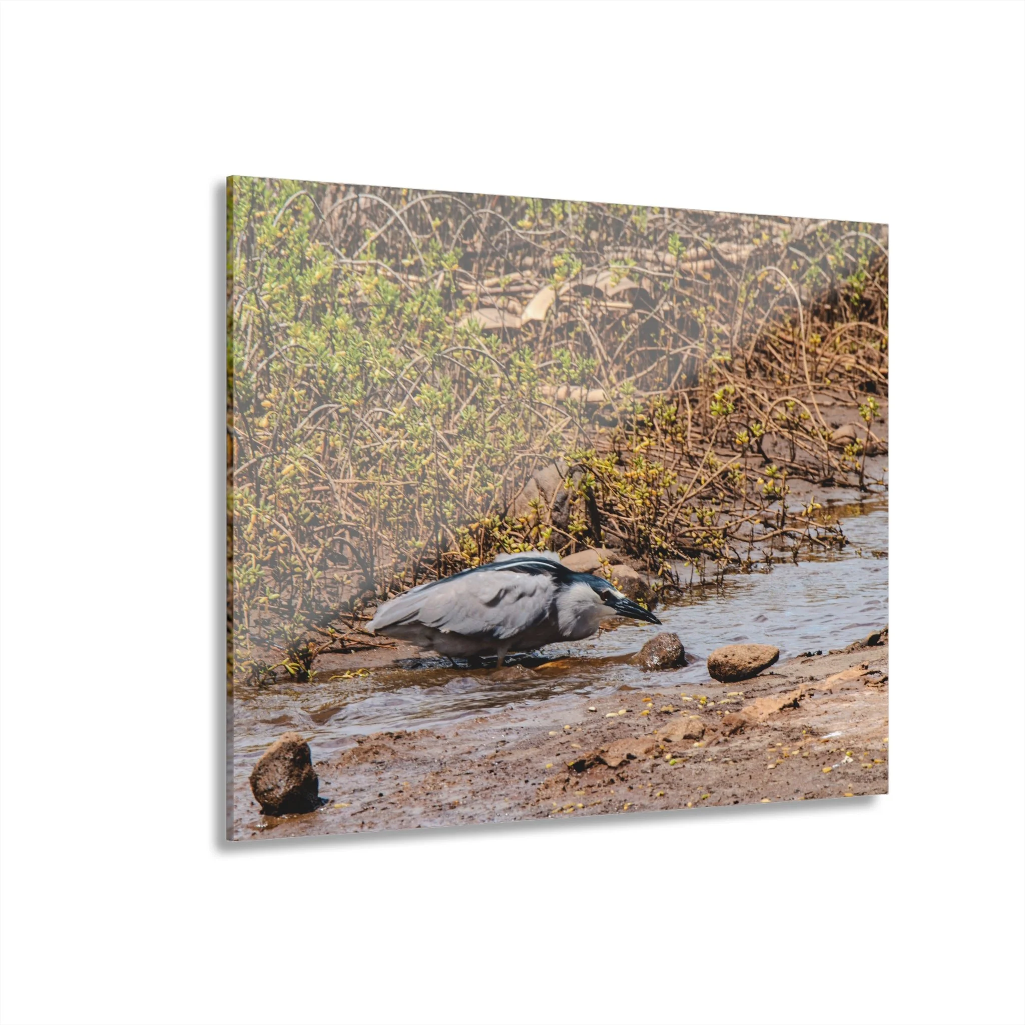 Black-crowned Night Heron Hunting – Keālia Pond - Original Maui Wildlife Acrylic Wall Art