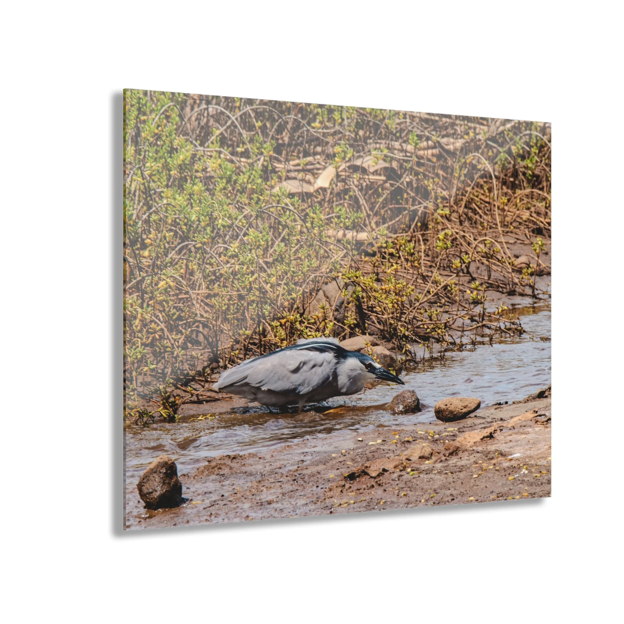 Black-crowned Night Heron Hunting – Keālia Pond - Original Maui Wildlife Acrylic Wall Art