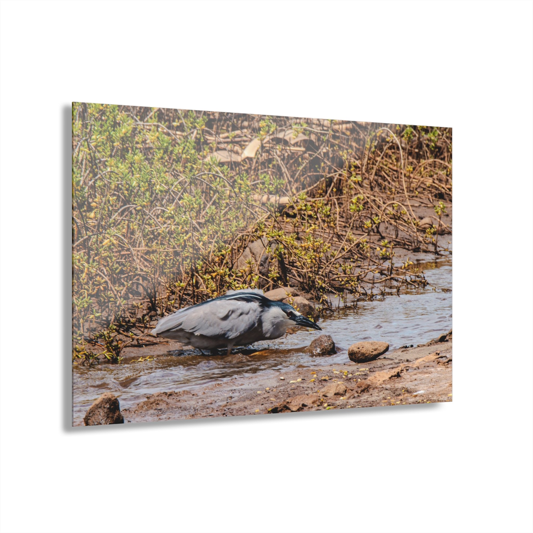 Black-crowned Night Heron Hunting – Keālia Pond - Original Maui Wildlife Acrylic Wall Art