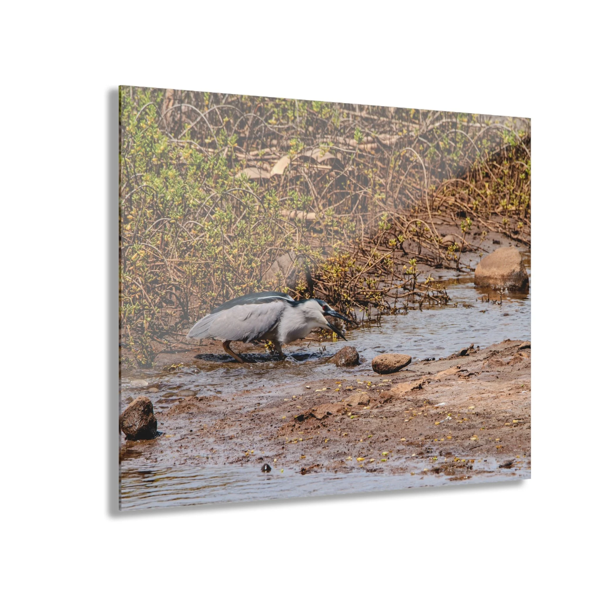 Black-crowned Night Heron Catching Fish – Keālia Pond - Original Maui Acrylic Wall Art