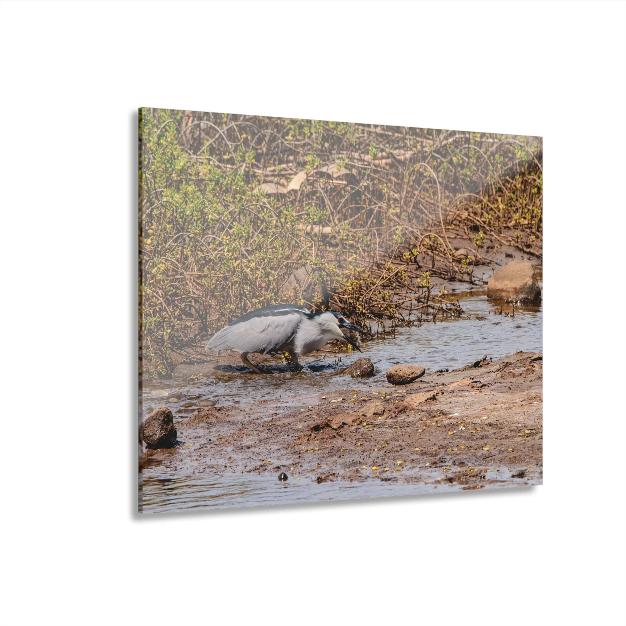 Black-crowned Night Heron Catching Fish – Keālia Pond - Original Maui Acrylic Wall Art