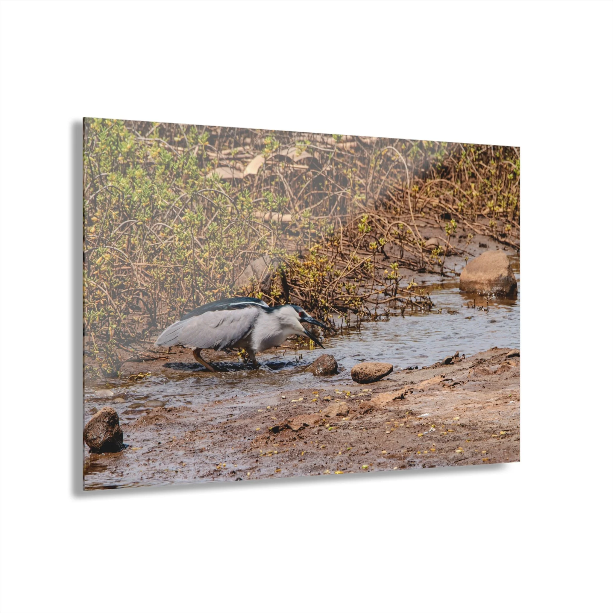 Black-crowned Night Heron Catching Fish – Keālia Pond - Original Maui Acrylic Wall Art